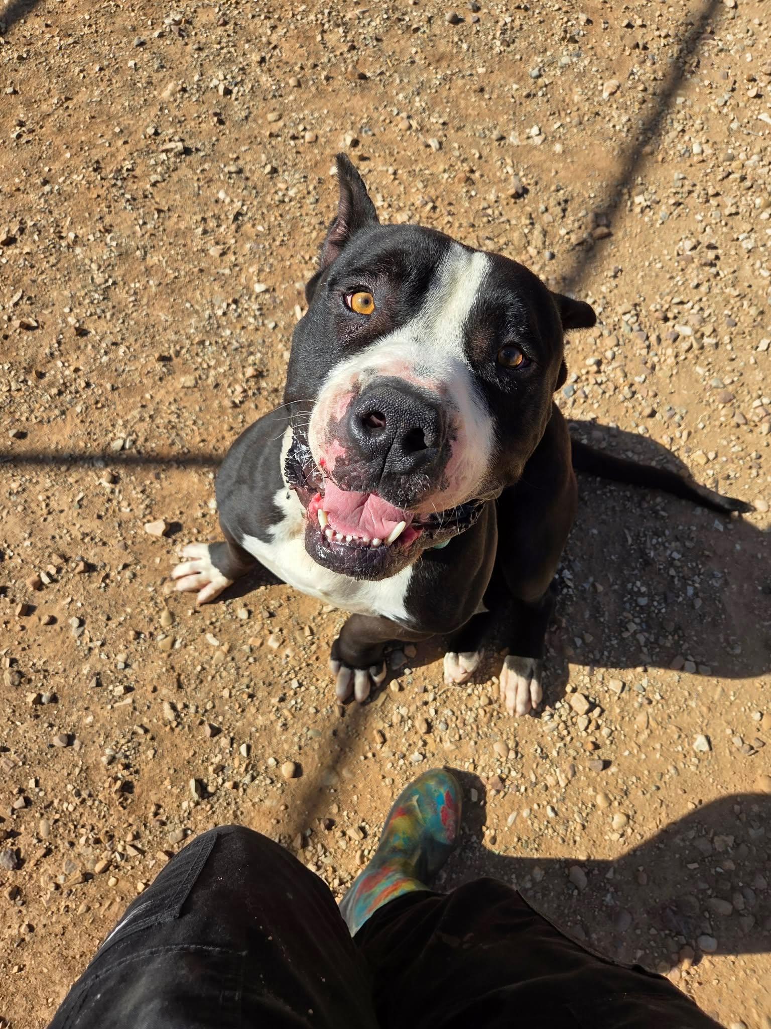 Enlarge Broly, a Adoptable American Bully in Roosevelt, UT image 4/4