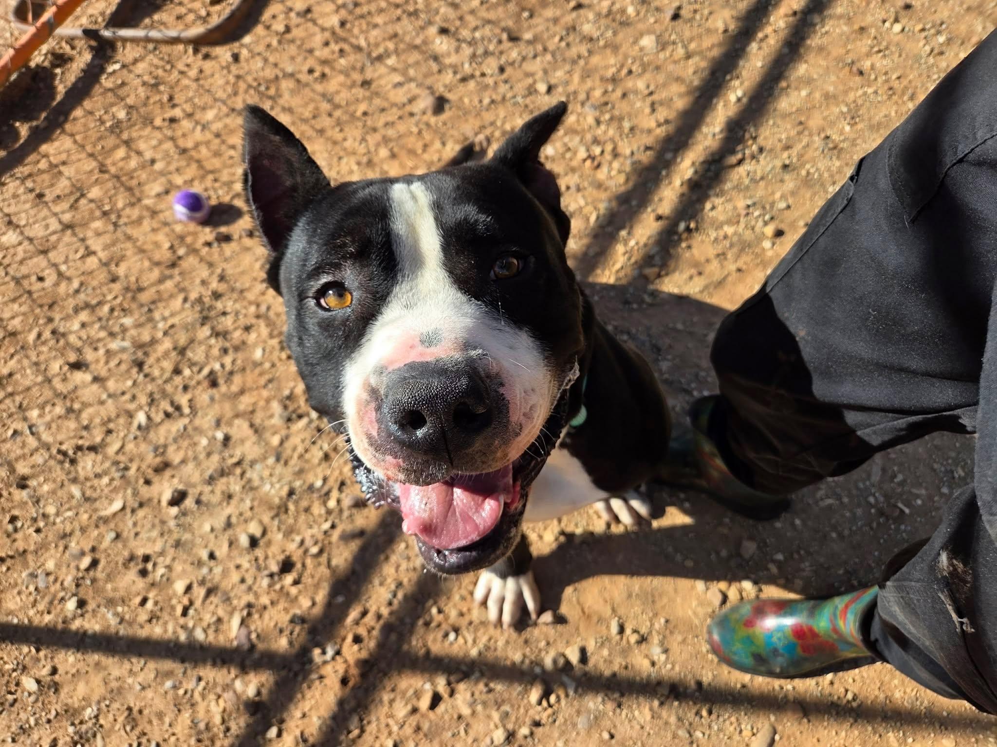 Broly, Adoptable, Adult Male American Bully.