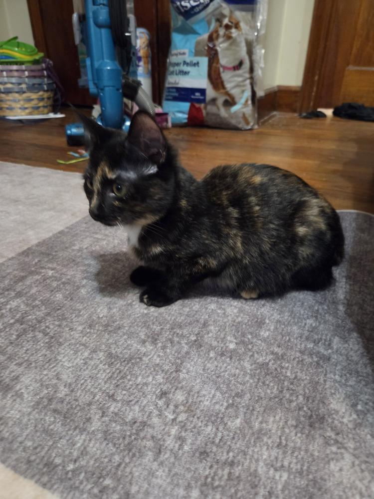 Irma, Adoptable, Kitten Female Domestic Short Hair.