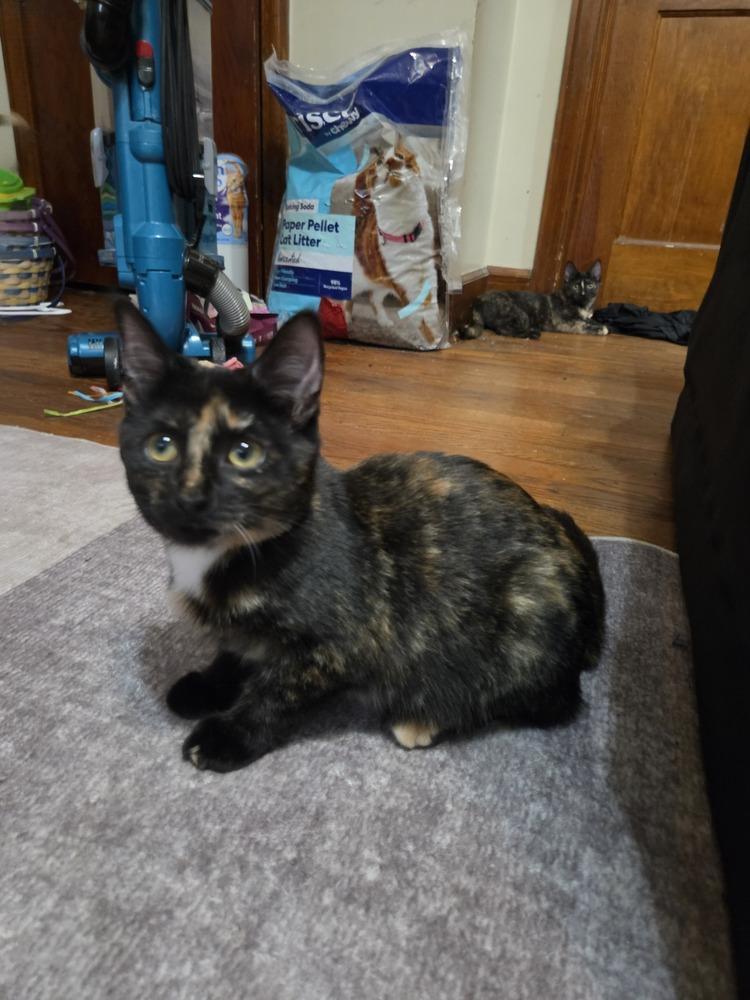 Enlarge Irma, a Adoptable Domestic Short Hair in Lincoln Park, MI image 2/3