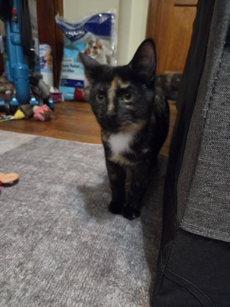 Enlarge Irma, a Adoptable Domestic Short Hair in Lincoln Park, MI image 3/3