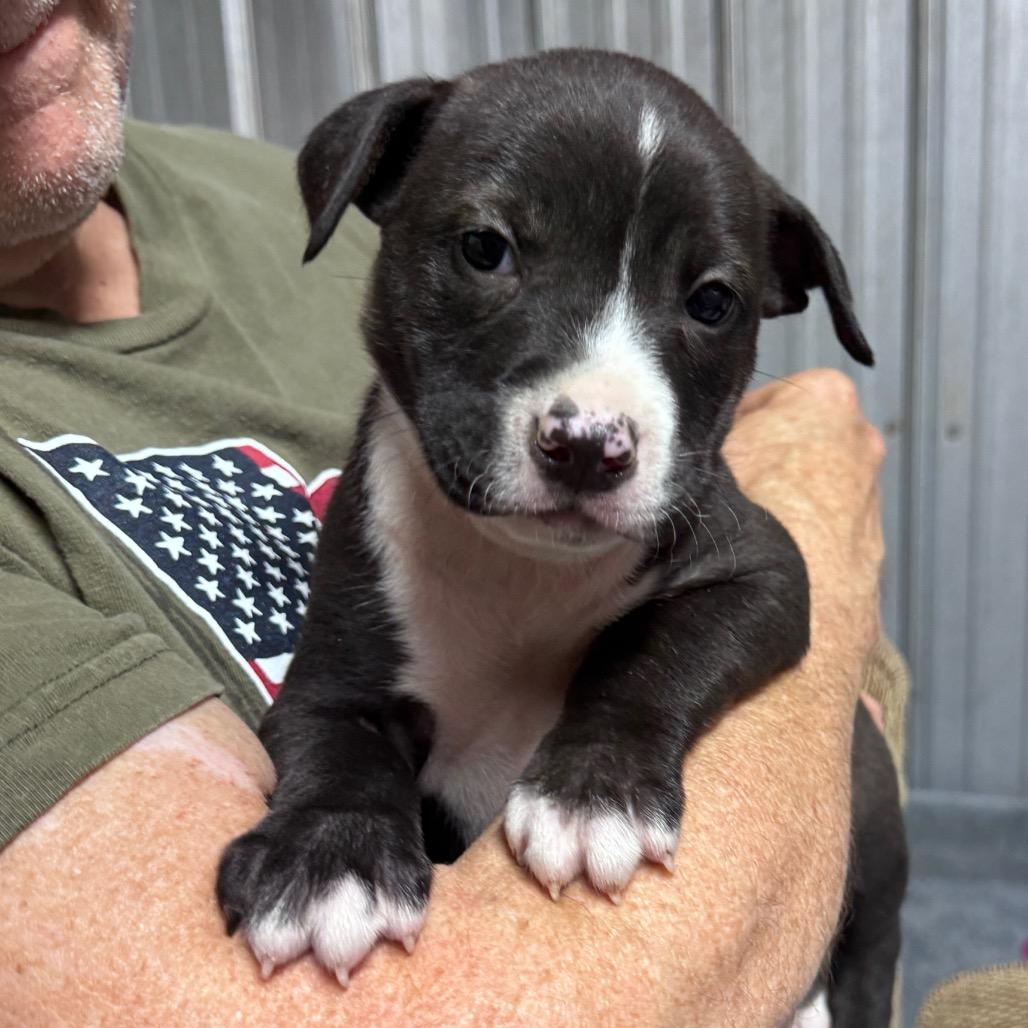 Enlarge Eeyore, a Adoptable mixed breed in Allentown, PA image 1/6