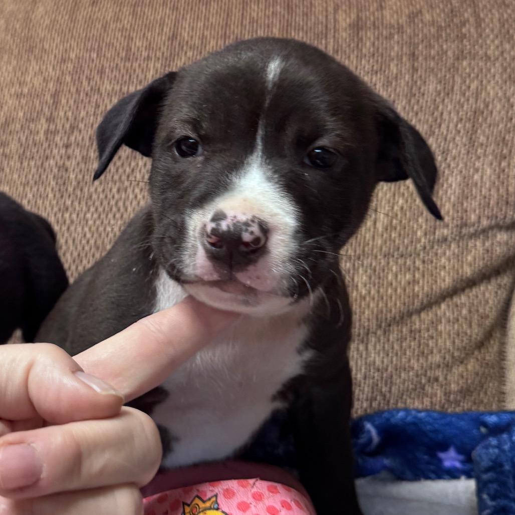 Enlarge Eeyore, a Adoptable mixed breed in Allentown, PA image 6/6