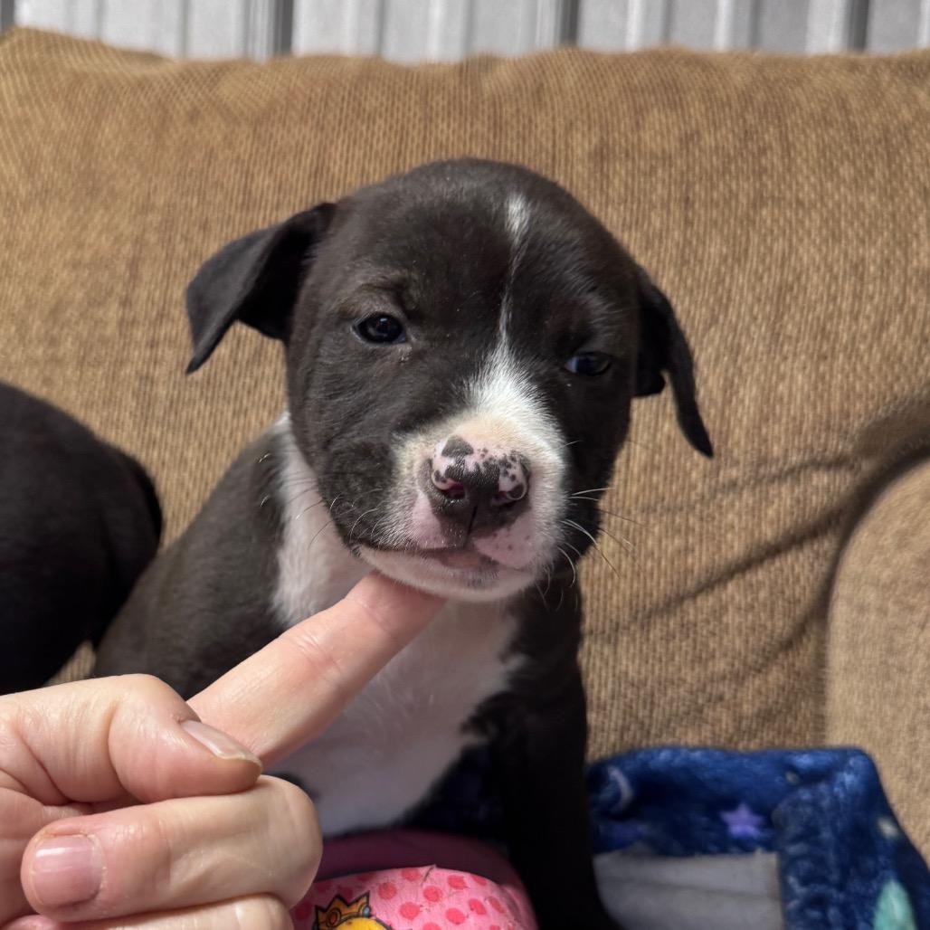 Enlarge Eeyore, a Adoptable mixed breed in Allentown, PA image 5/6