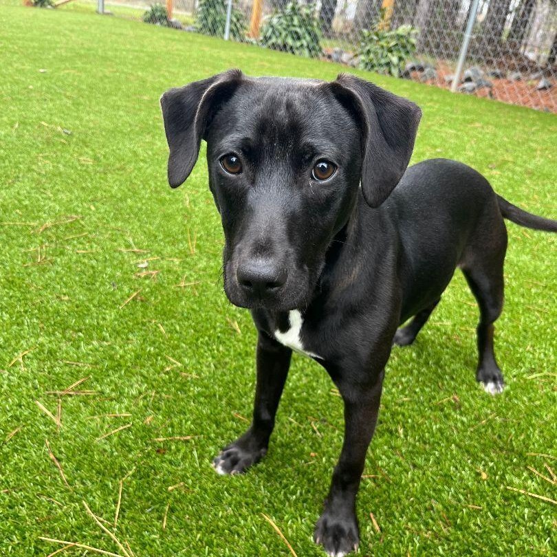 Enlarge Basil, a Adoptable mixed breed in Salisbury, NC image 1/4
