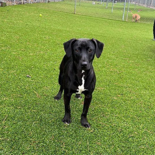 Enlarge Basil, a Adoptable mixed breed in Salisbury, NC image 4/4