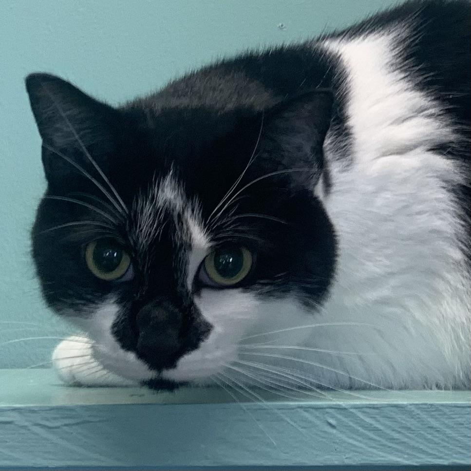 Enlarge Moo *Bonded to Lilith*, an adoptable Domestic Short Hair in Amery, WI image 1/3