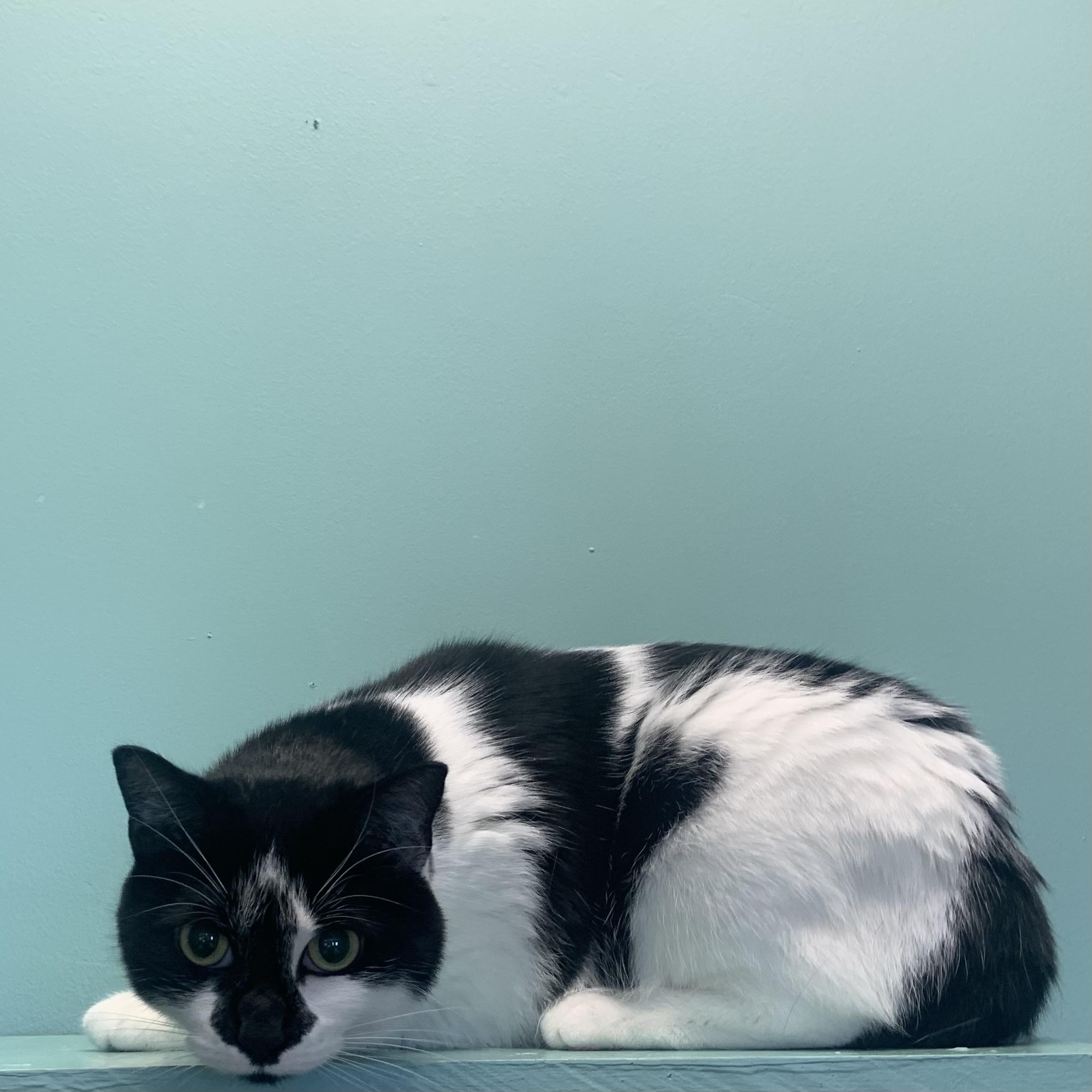 Enlarge Moo *Bonded to Lilith*, an adoptable Domestic Short Hair in Amery, WI image 2/3