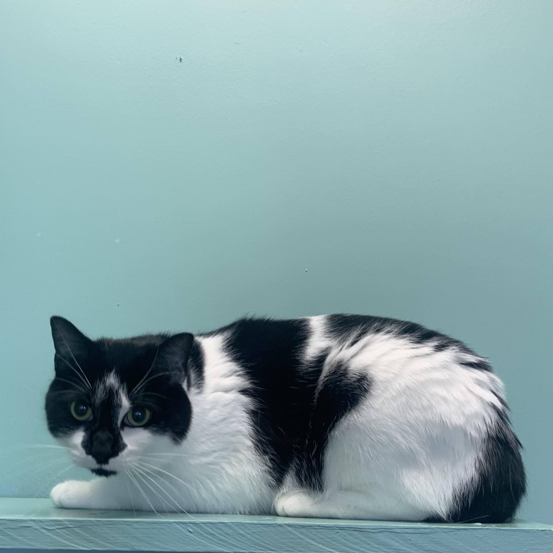 Enlarge Moo *Bonded to Lilith*, an adoptable Domestic Short Hair in Amery, WI image 3/3