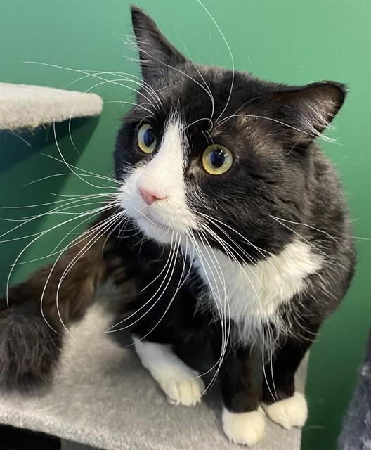 FIGARO, Adoptable, Adult Male Domestic Medium Hair & Domestic Short Hair.