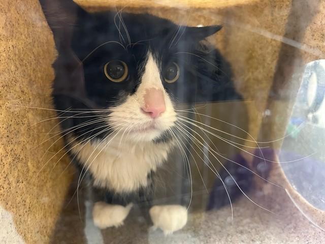 Enlarge FIGARO, a Adoptable mixed breed in Anchorage, AK image 1/1