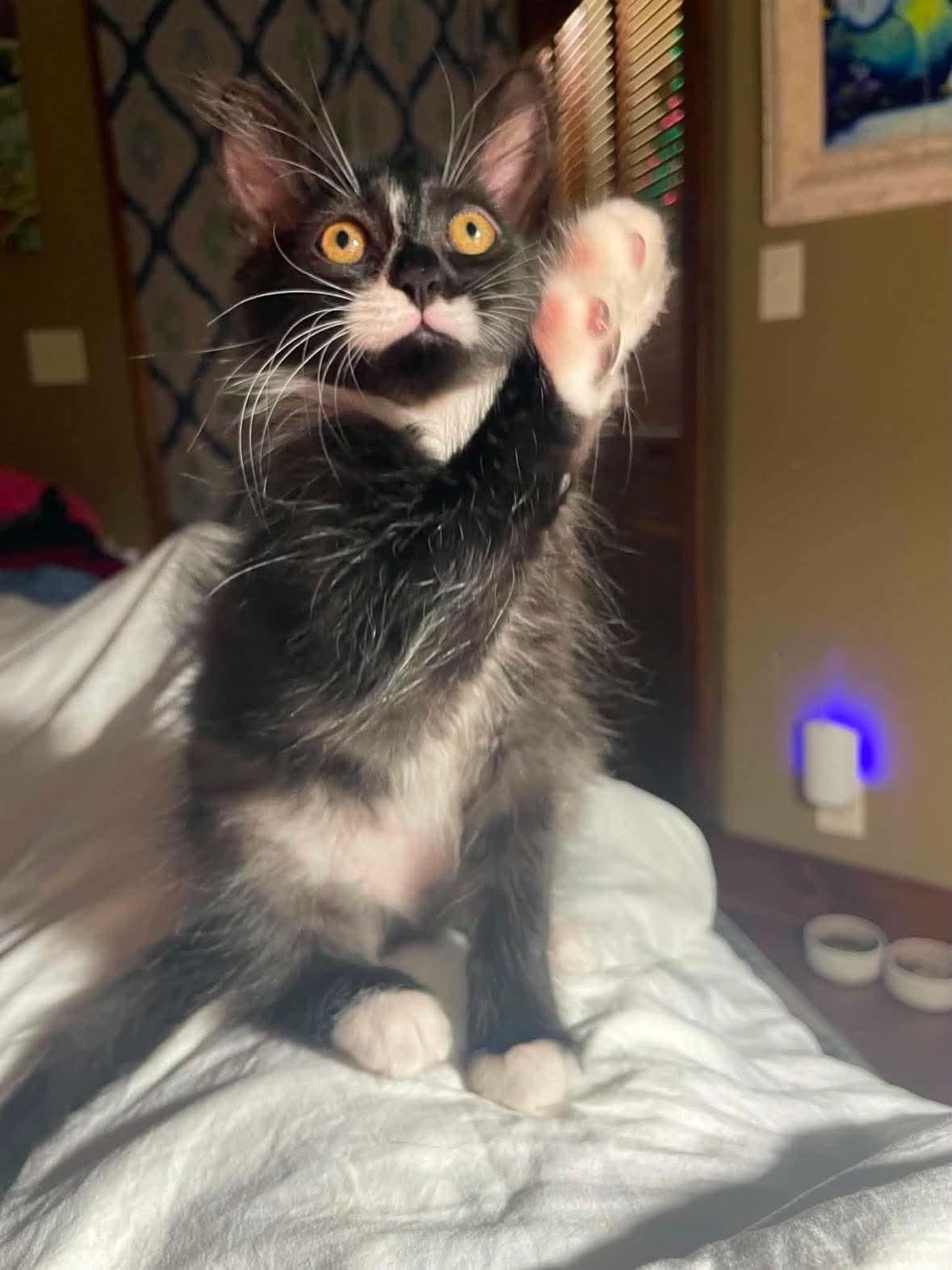 Enlarge Mr. Whiskers, a ADOPTABLE Domestic Long Hair in Corpus Christi, TX image 1/1