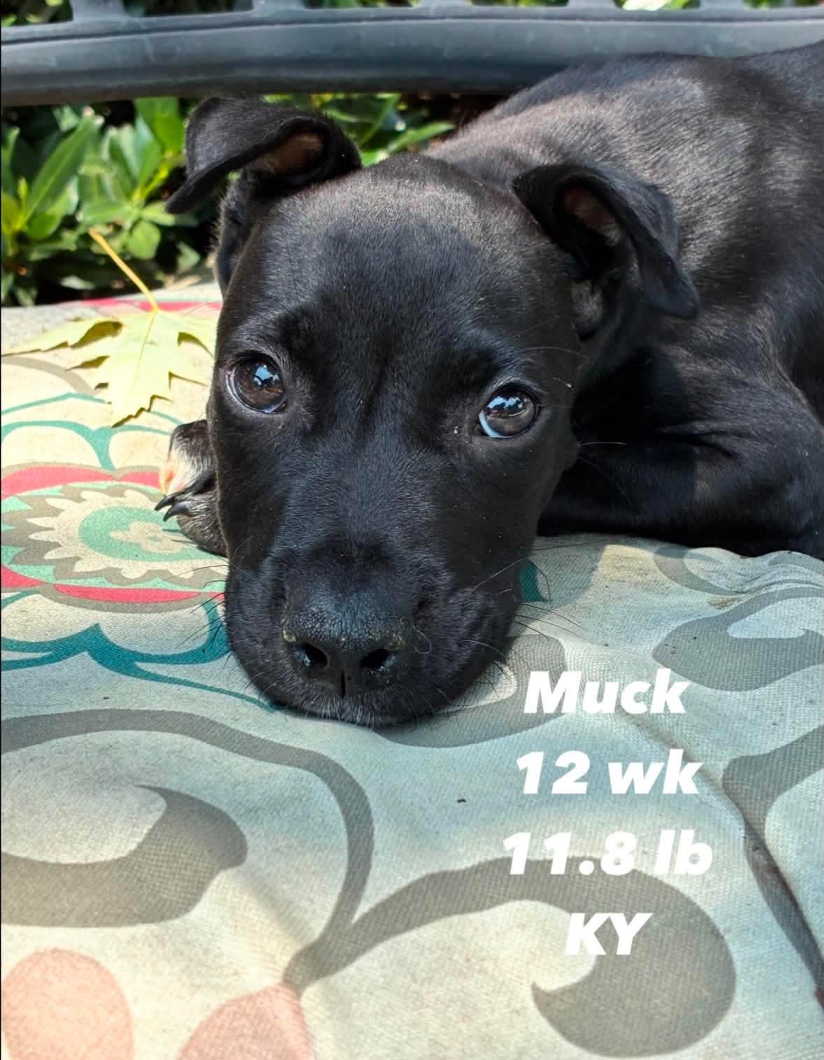 Muck, Adoptable, Puppy Male Pit Bull Terrier.