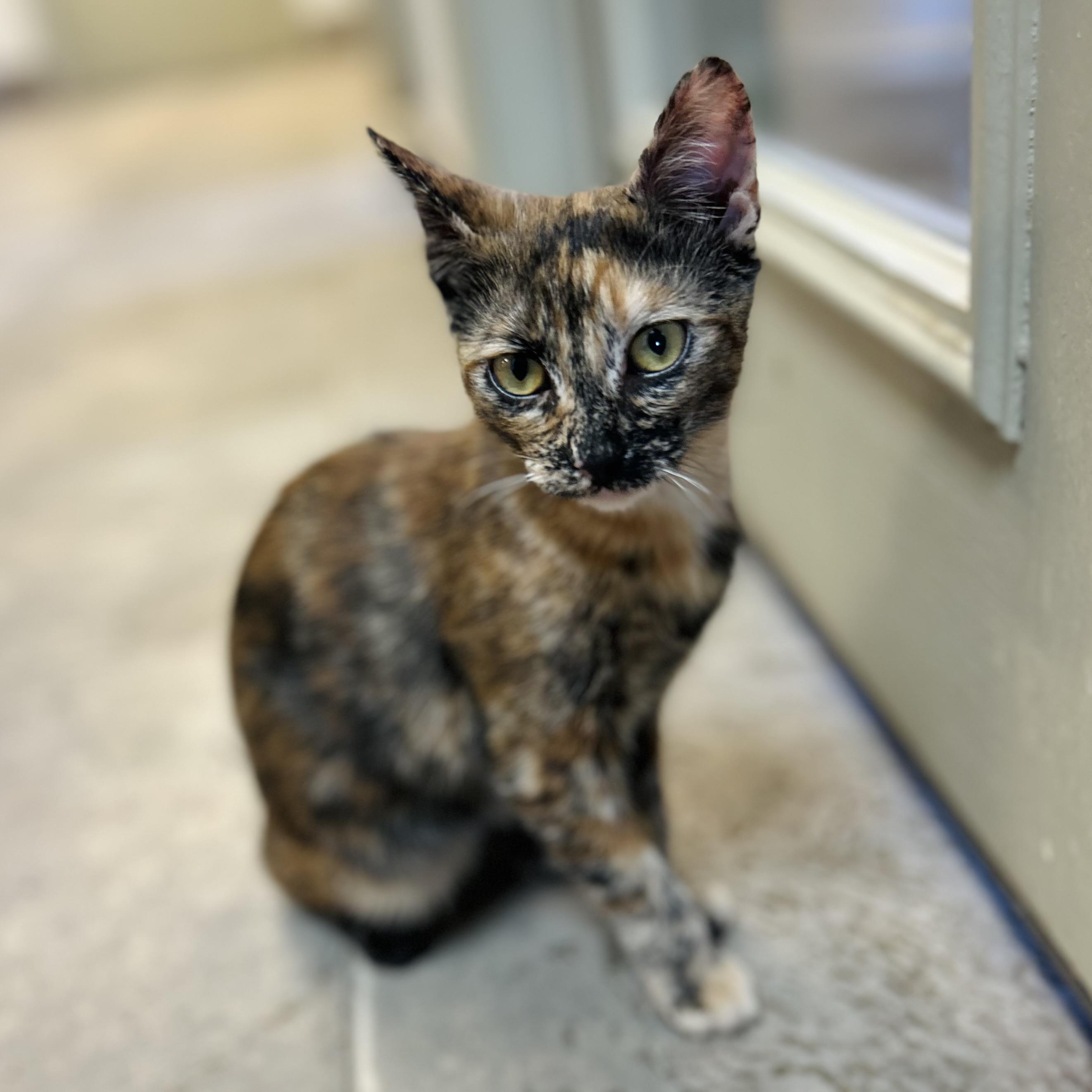Pomni, adopted, Kitten Female American Shorthair.