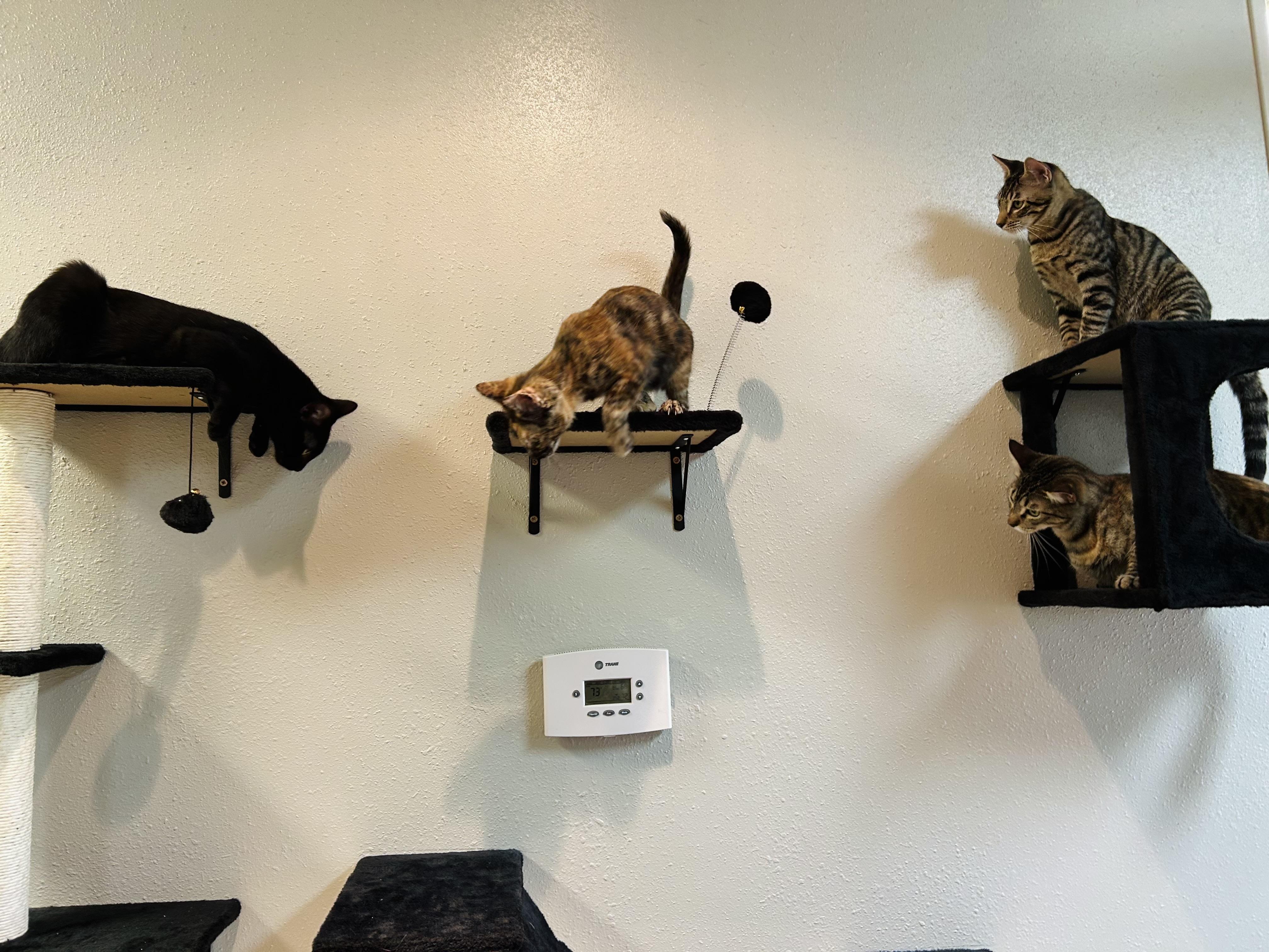 Enlarge Pomni, an adopted American Shorthair in Seguin, TX image 4/4
