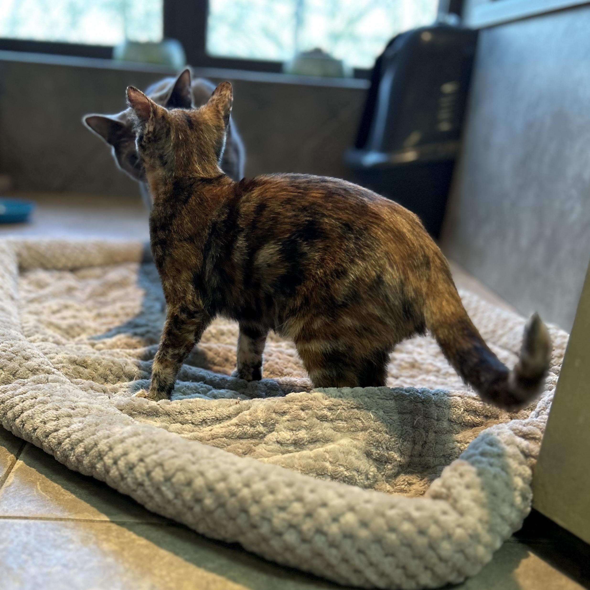 Enlarge Pomni, an adopted American Shorthair in Seguin, TX image 2/4