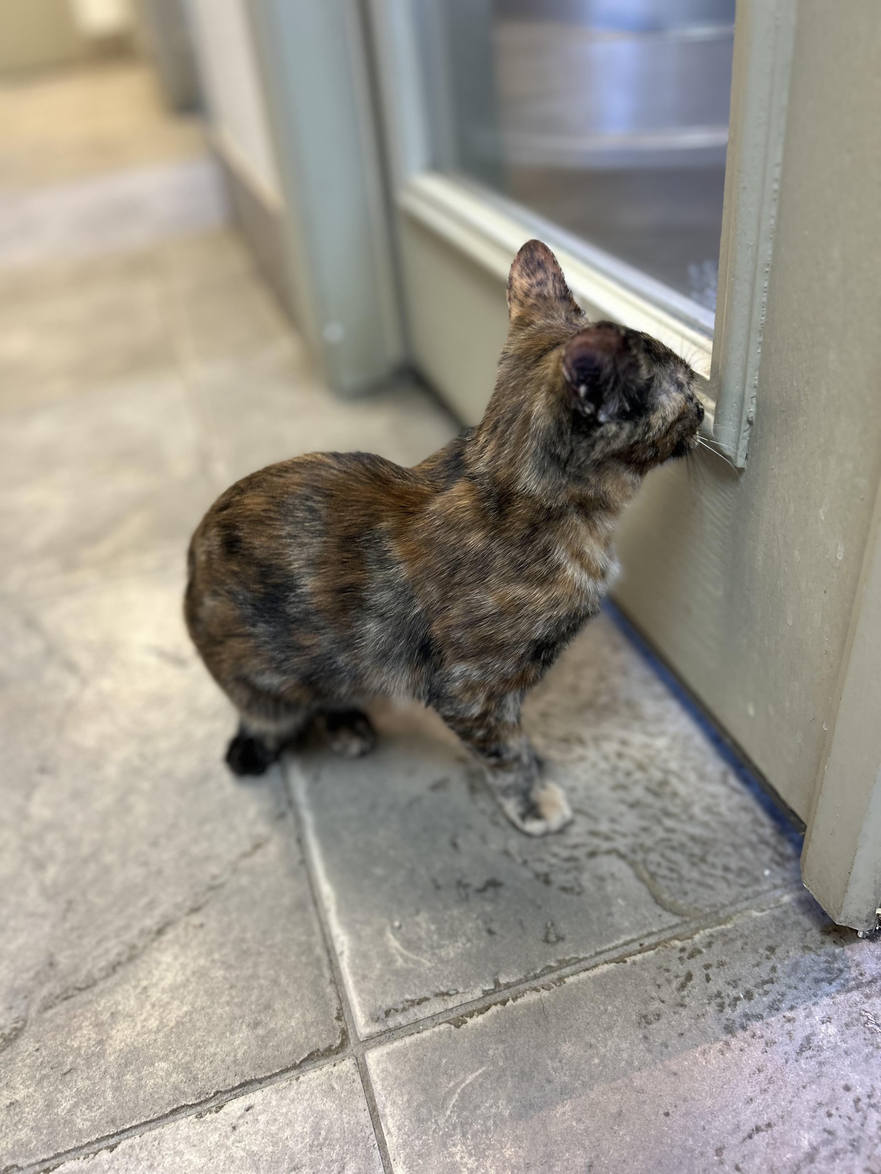 Enlarge Pomni, an adopted American Shorthair in Seguin, TX image 3/4