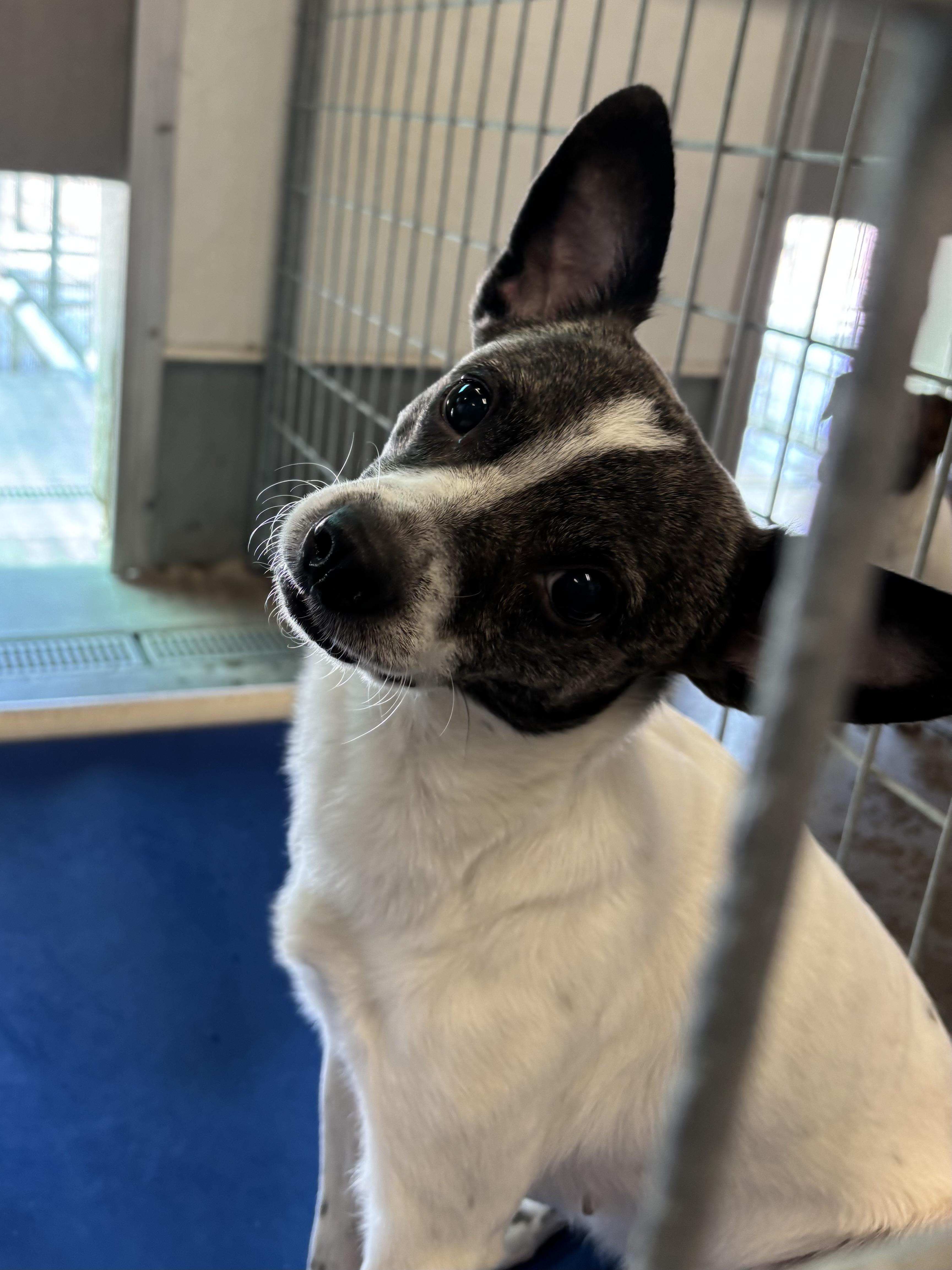 Enlarge Aurora, an adoptable mixed breed in Torrington, WY image 3/5