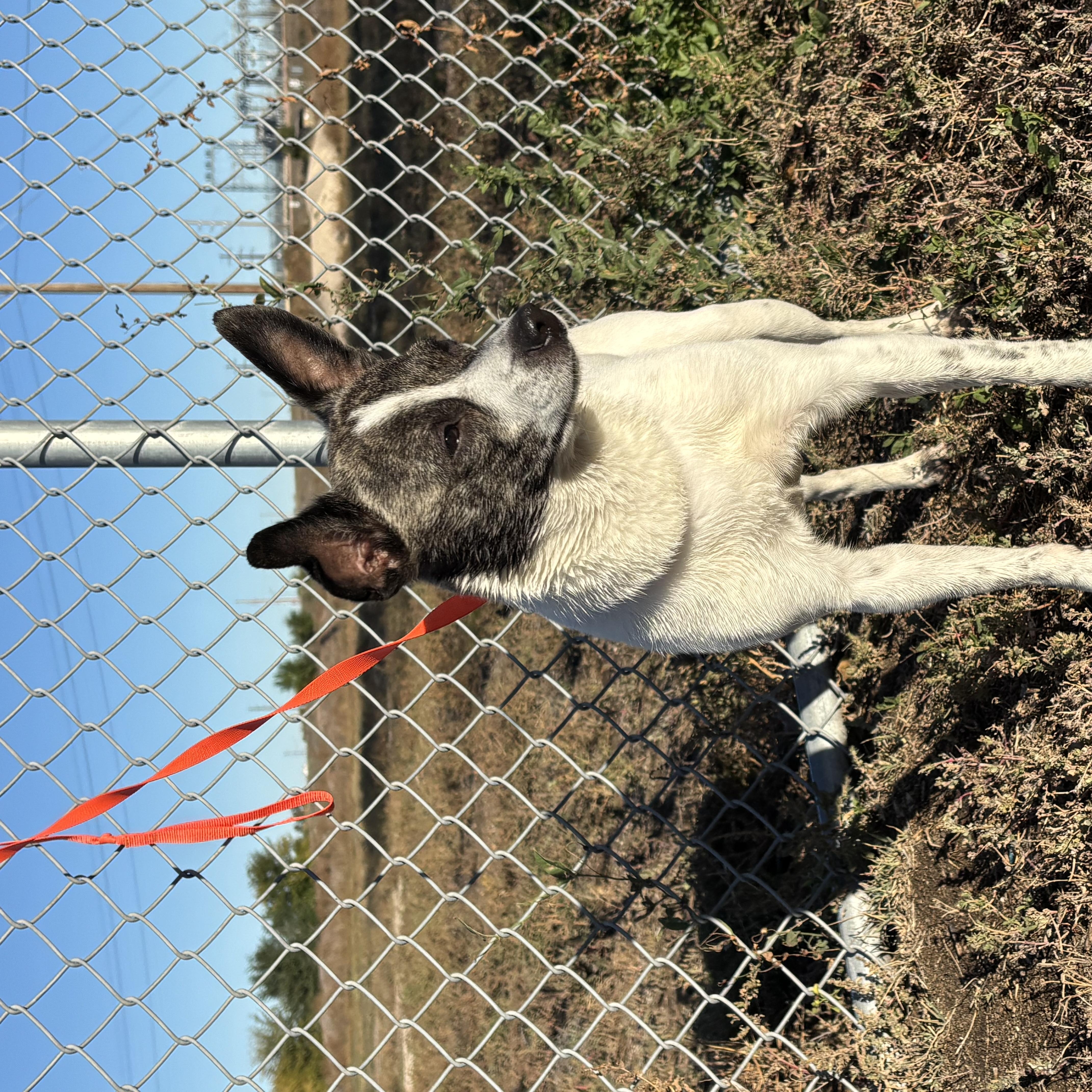Enlarge Aurora, a Adoptable mixed breed in Torrington, WY image 2/5