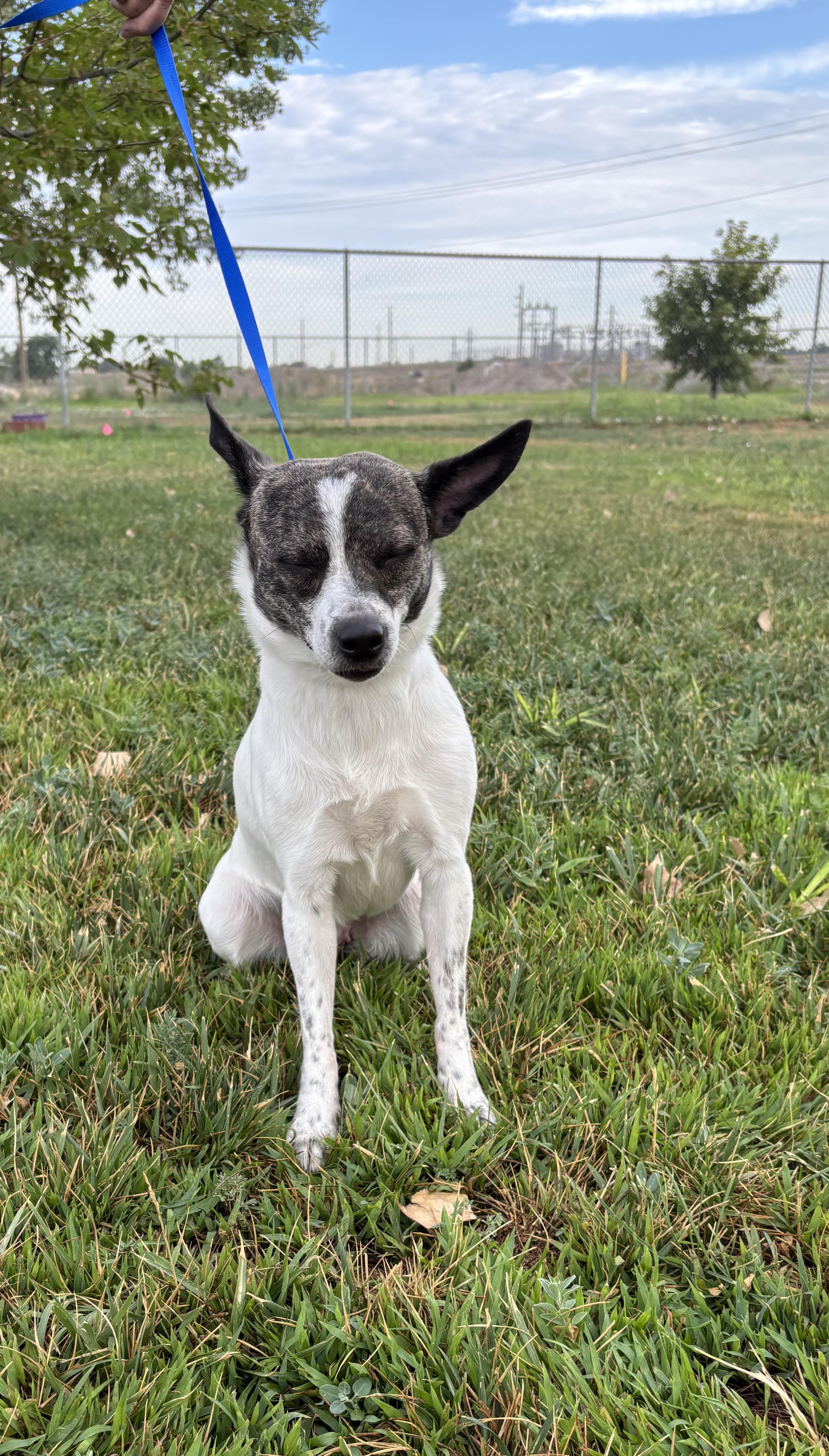 Enlarge Aurora, an adoptable mixed breed in Torrington, WY image 4/5