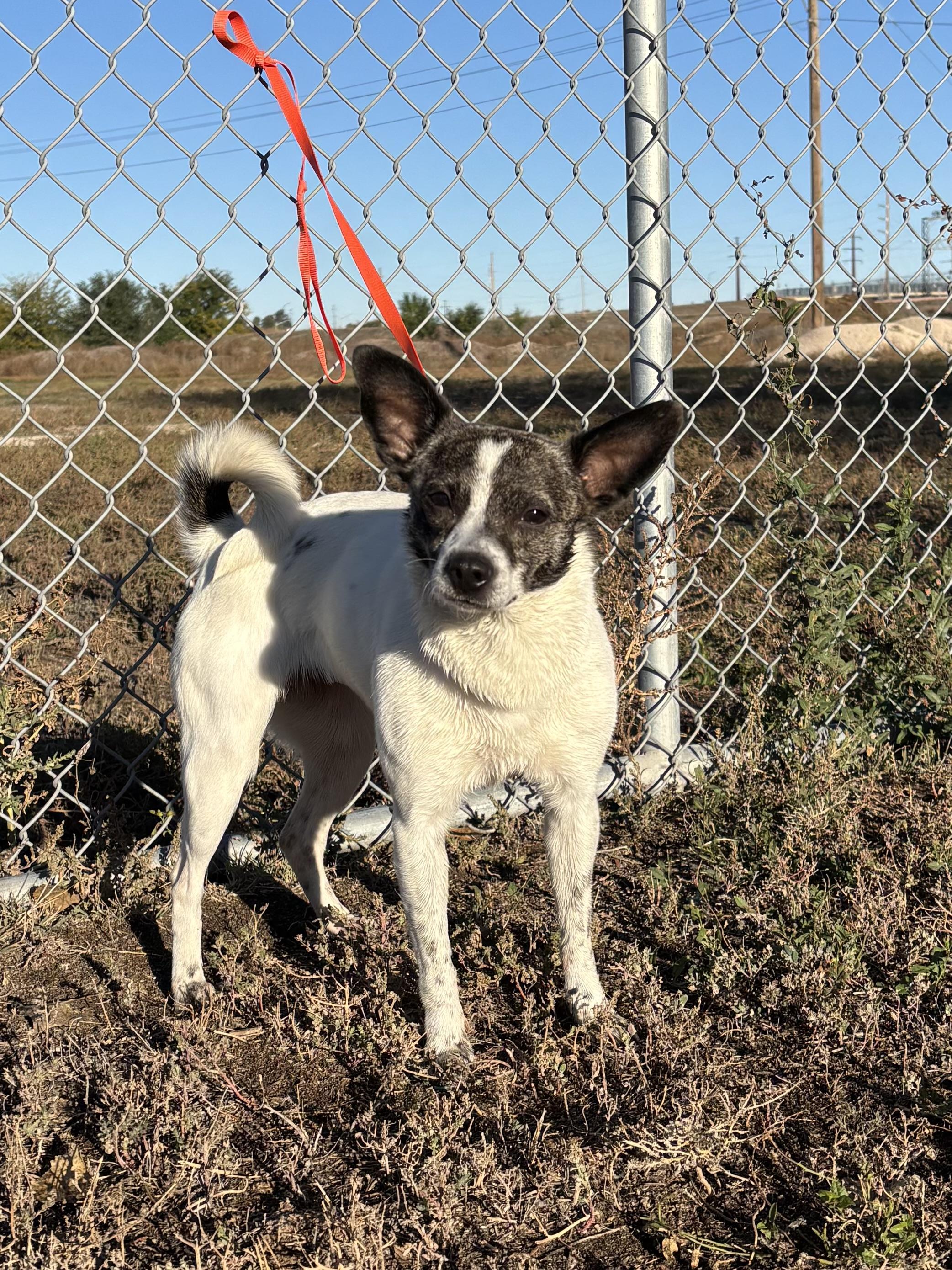 Enlarge Aurora, a Adoptable mixed breed in Torrington, WY image 1/5