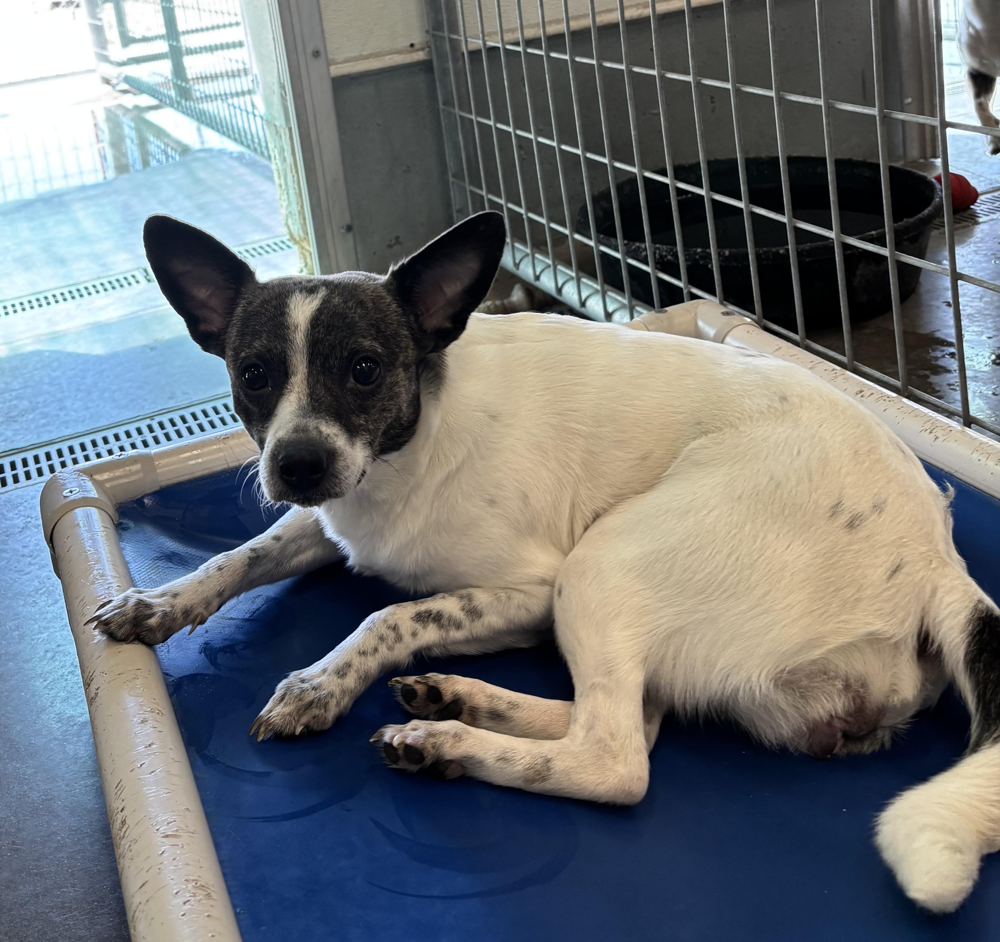 Aurora, adoptable, Adult Female Chihuahua & Pomeranian.