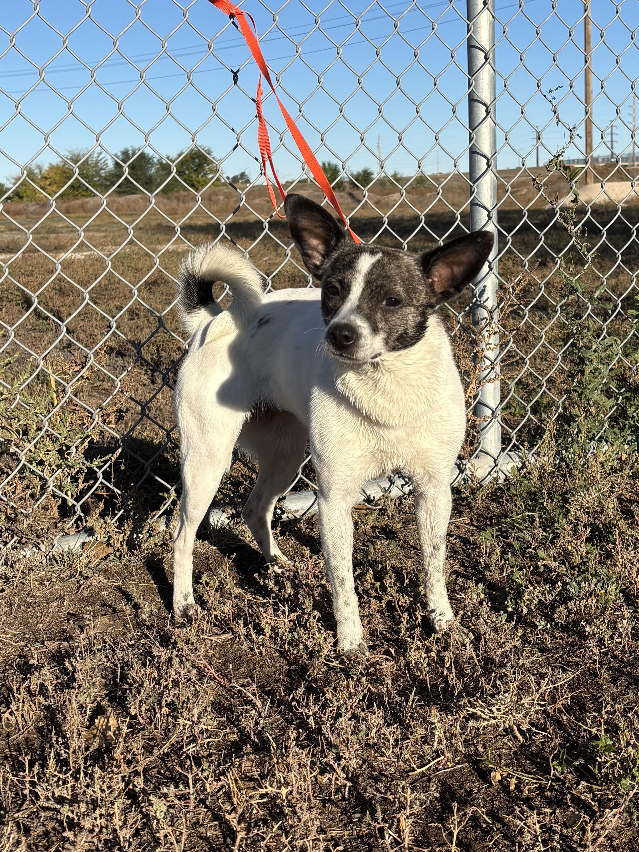 Enlarge Aurora, a Adoptable mixed breed in Torrington, WY image 5/5