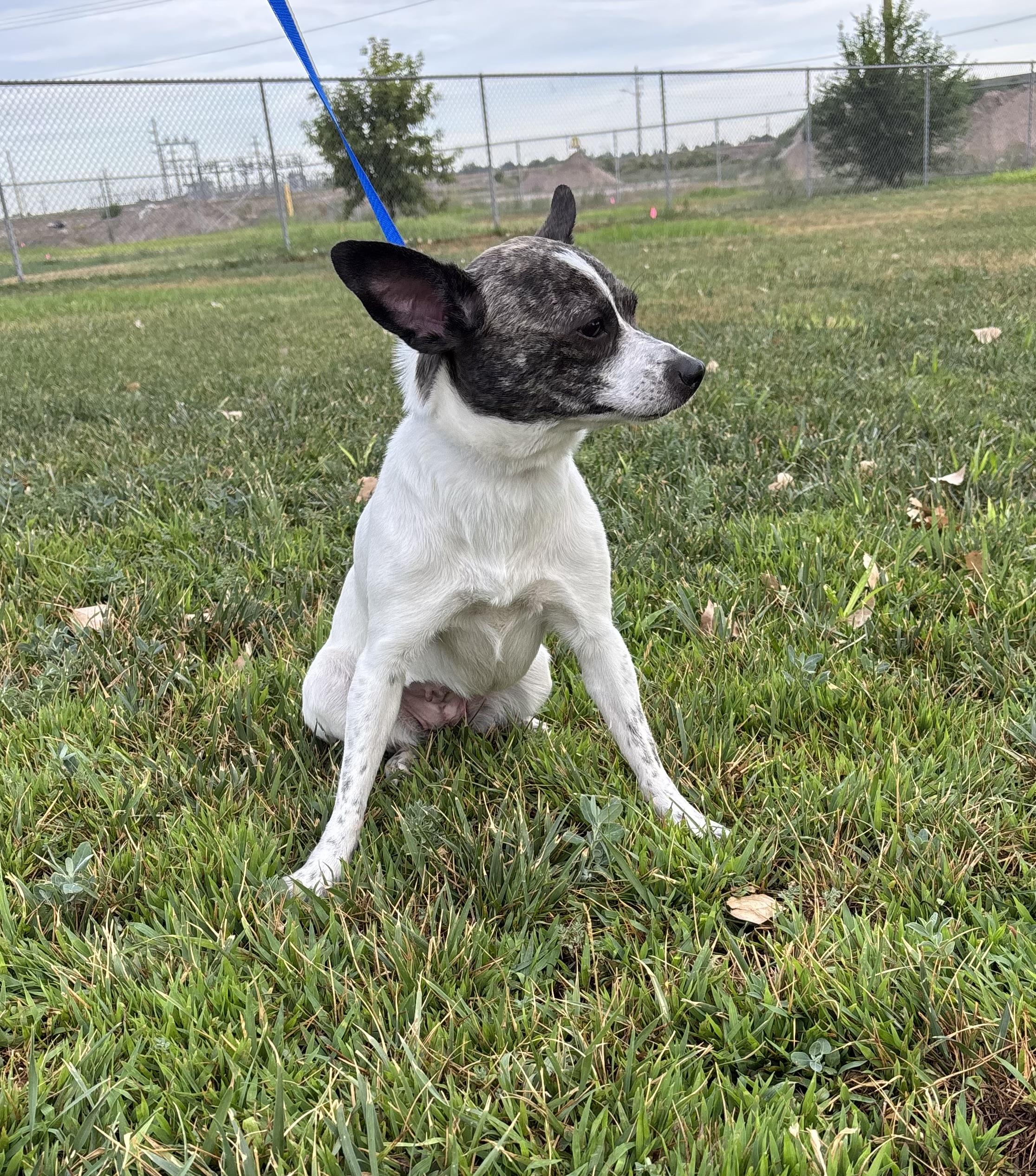Enlarge Aurora, an adoptable mixed breed in Torrington, WY image 5/5
