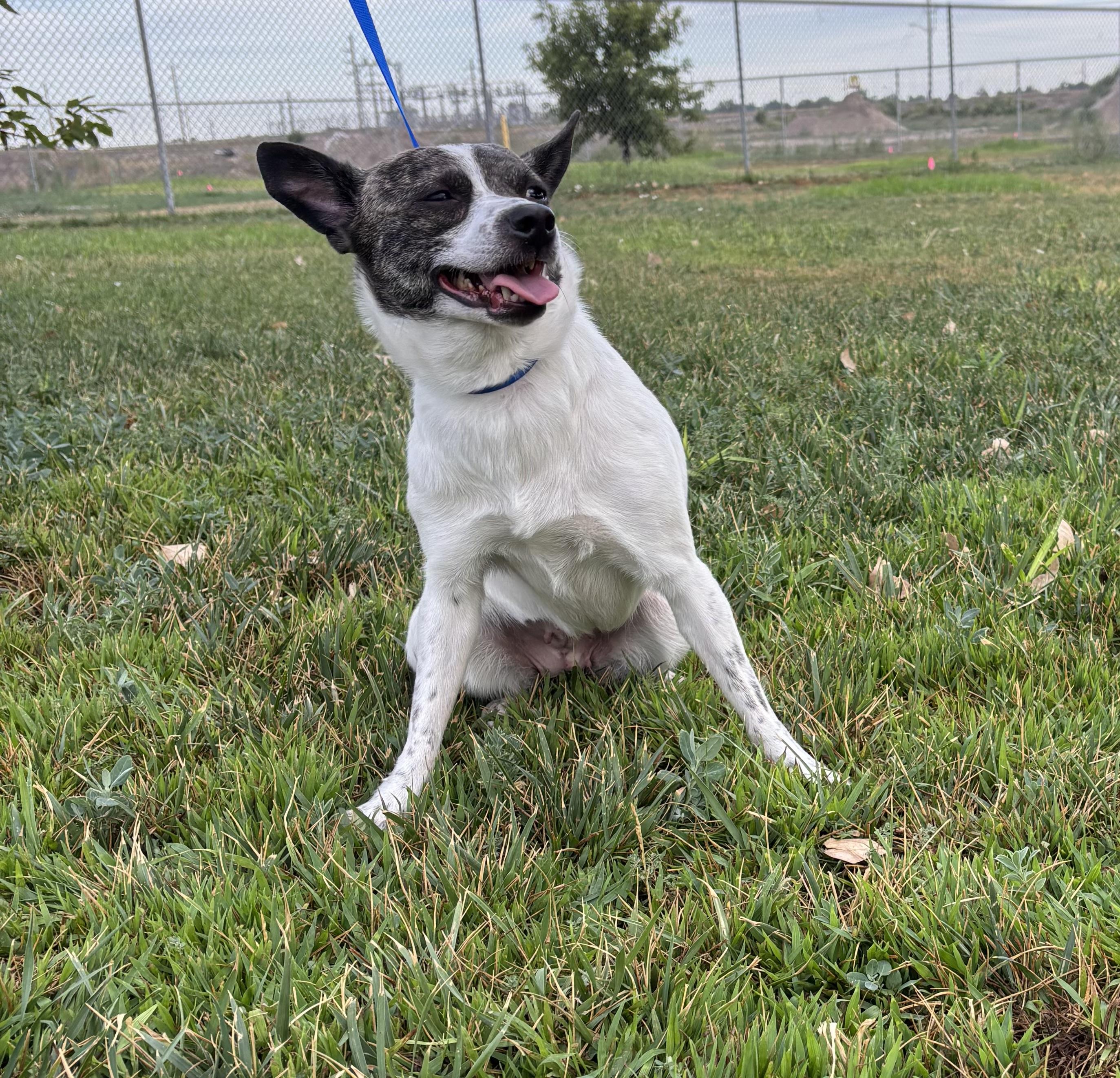 Enlarge Aurora, an adoptable mixed breed in Torrington, WY image 2/5