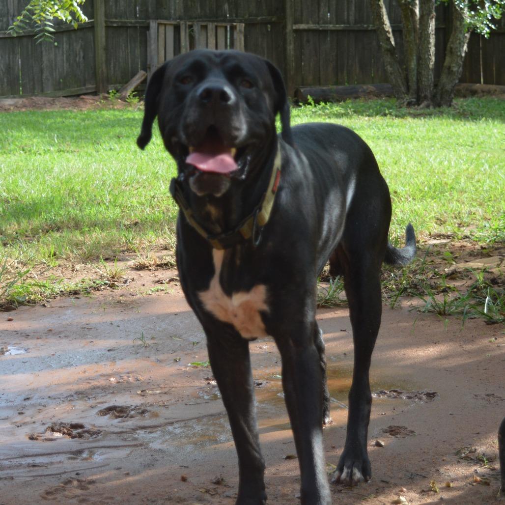 Bexar, Adoptable, Adult Male Great Dane.