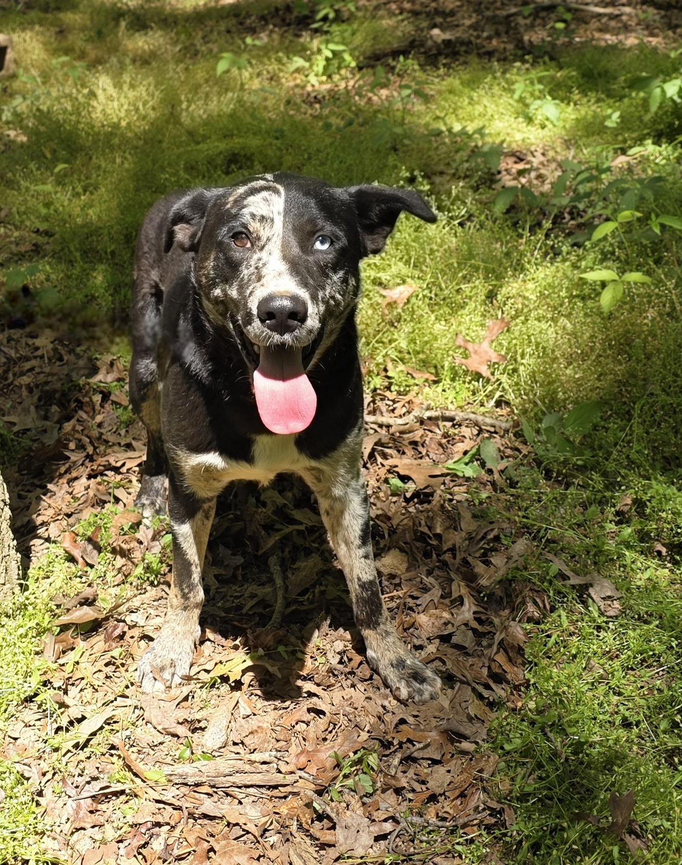 Harley, a ADOPTABLE mixed breed in Dallas, GA image 2/6
