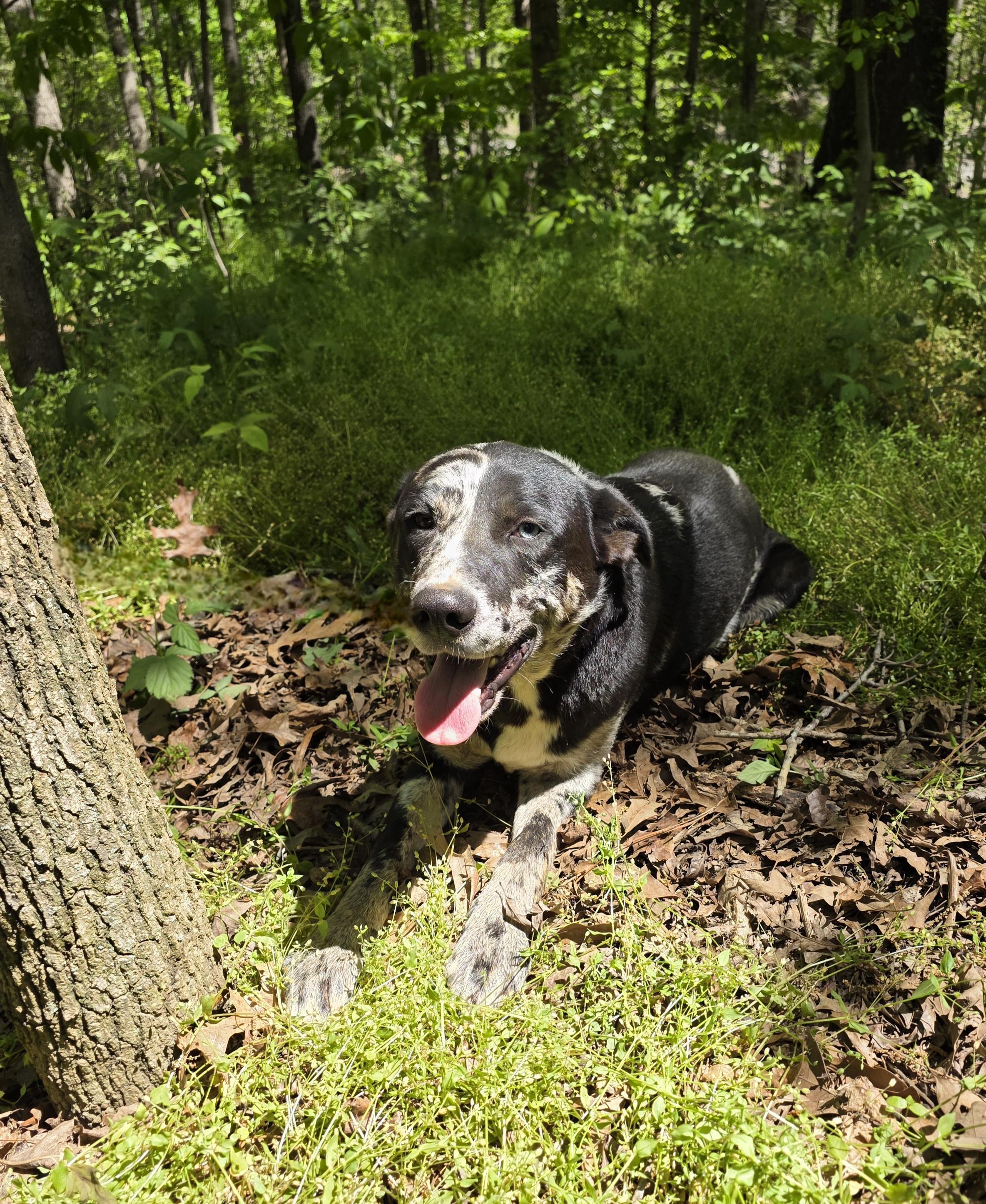 Harley, a ADOPTABLE mixed breed in Dallas, GA image 5/6