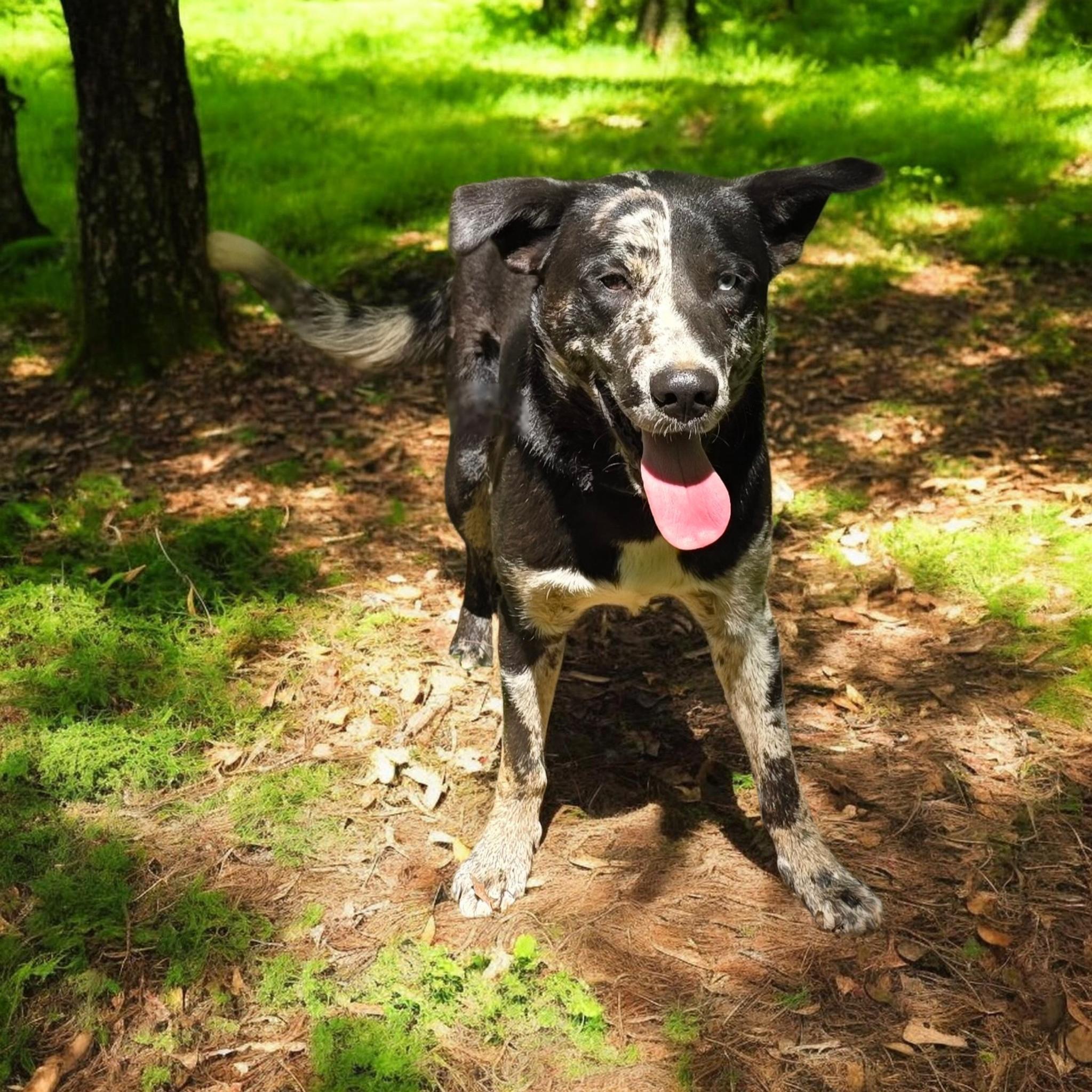 Harley, a ADOPTABLE mixed breed in Dallas, GA image 1/6