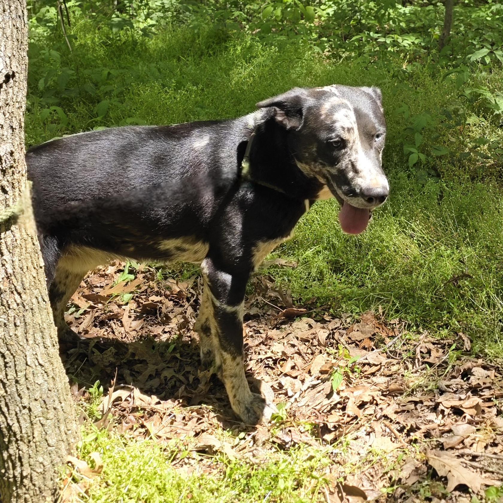 Harley, a ADOPTABLE mixed breed in Dallas, GA image 6/6