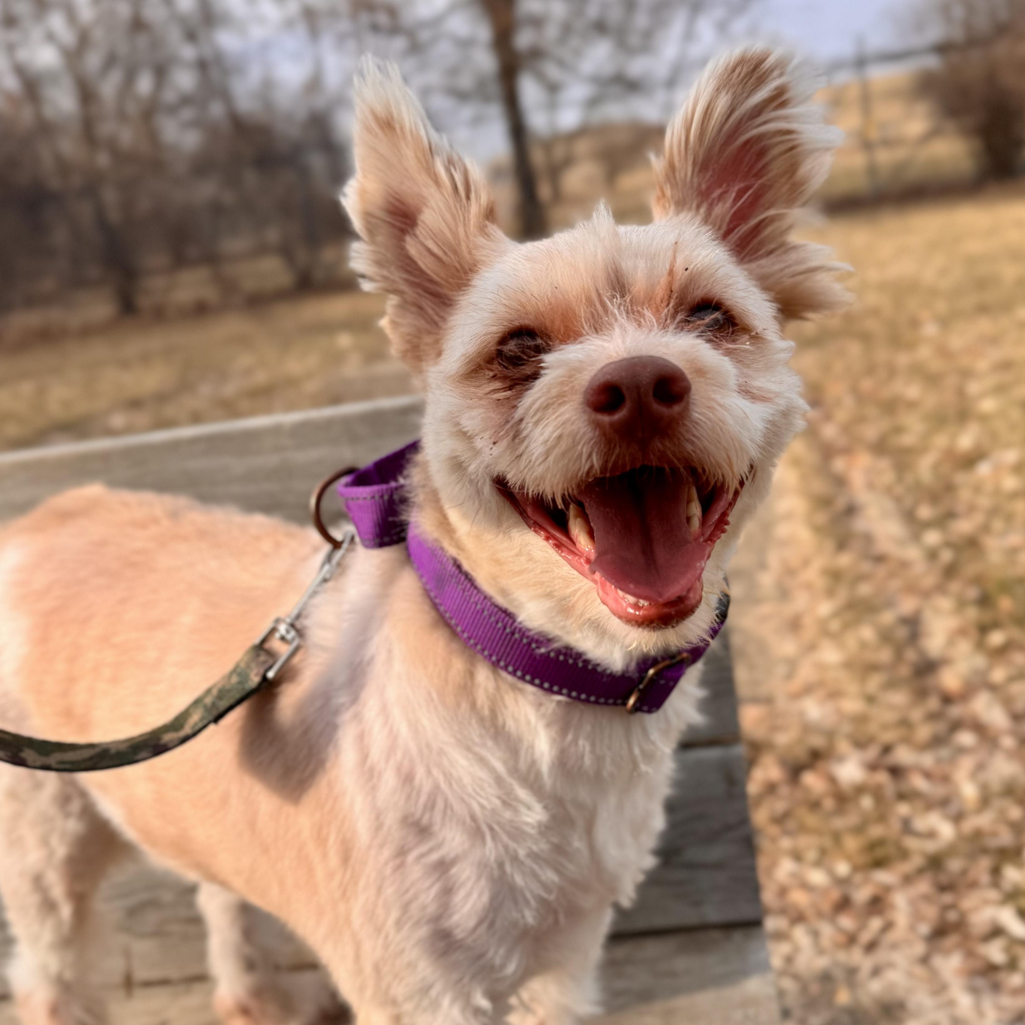 Enlarge Teddy , an adopted Mixed Breed in Midland, MI image 2/5