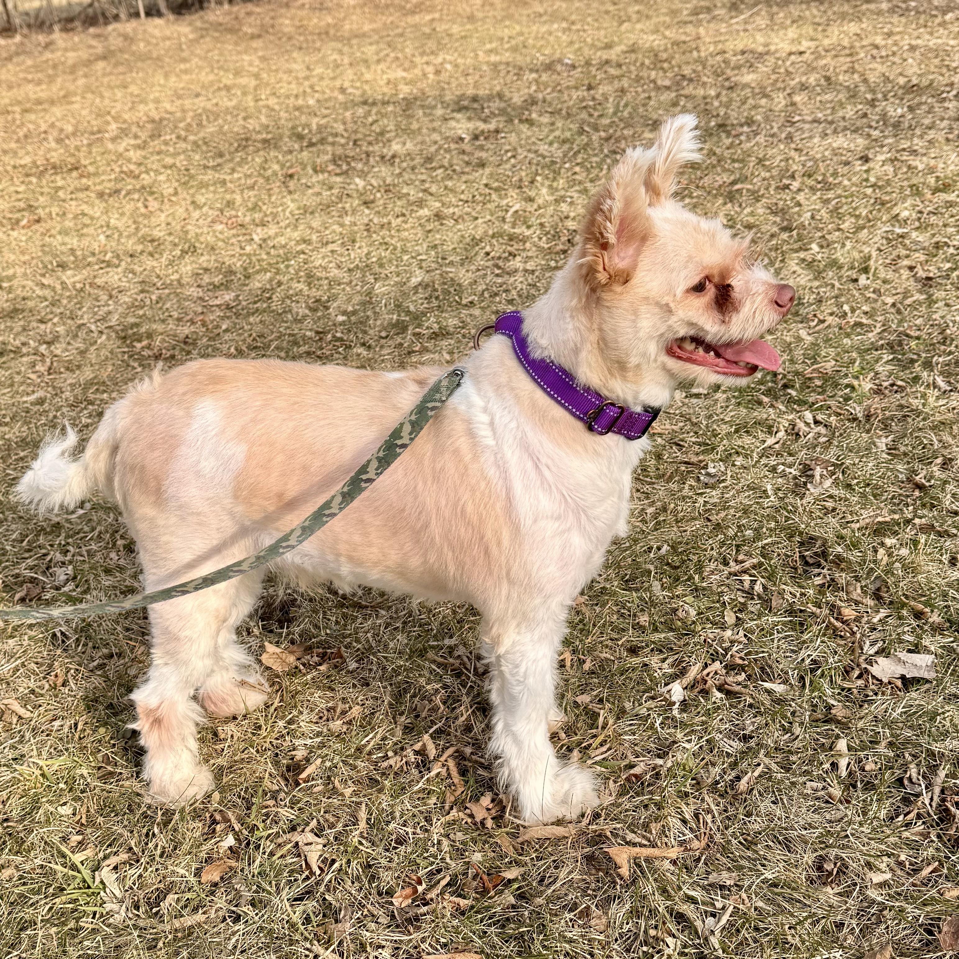 Enlarge Teddy , an adopted Mixed Breed in Midland, MI image 3/5