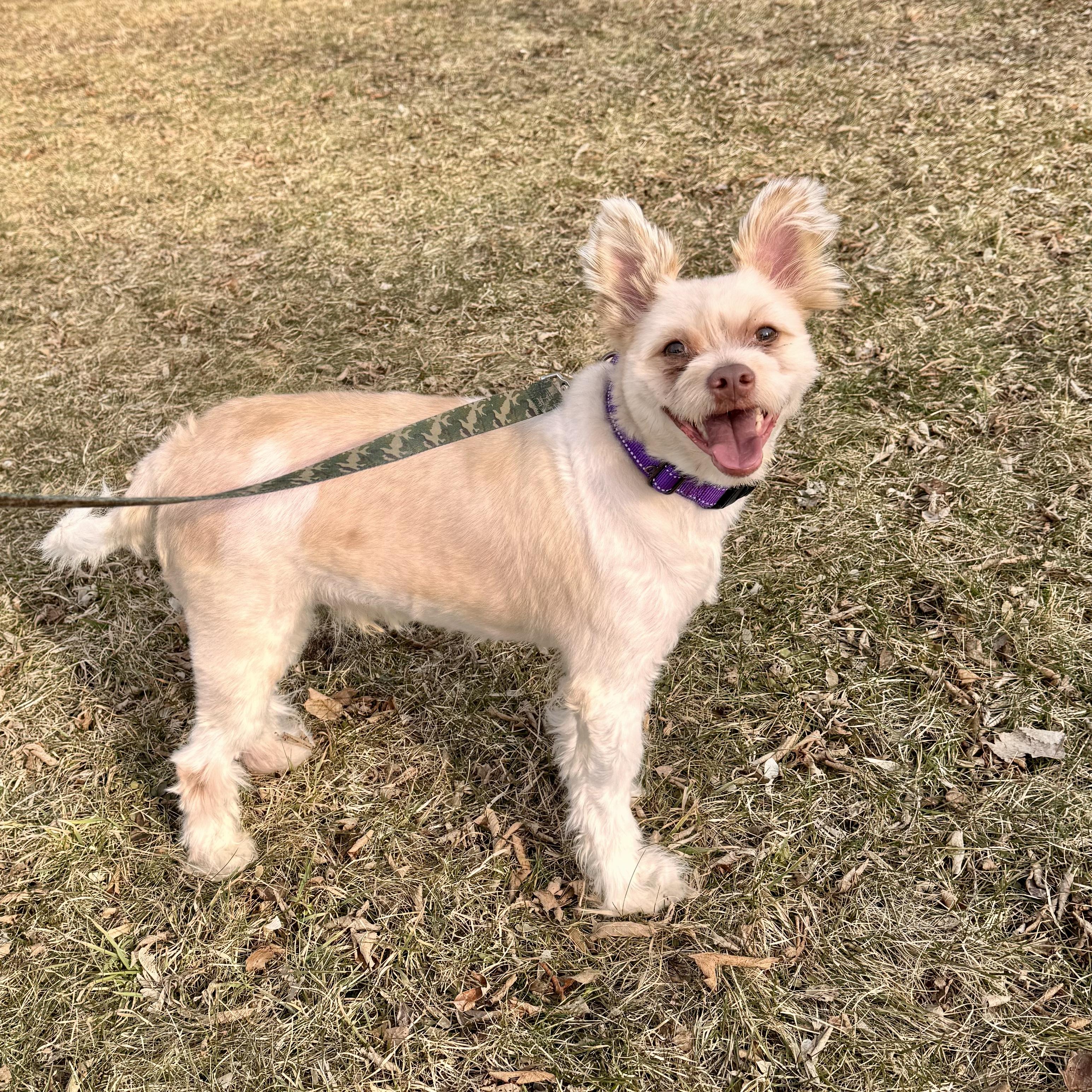Enlarge Teddy , an adopted Mixed Breed in Midland, MI image 5/5