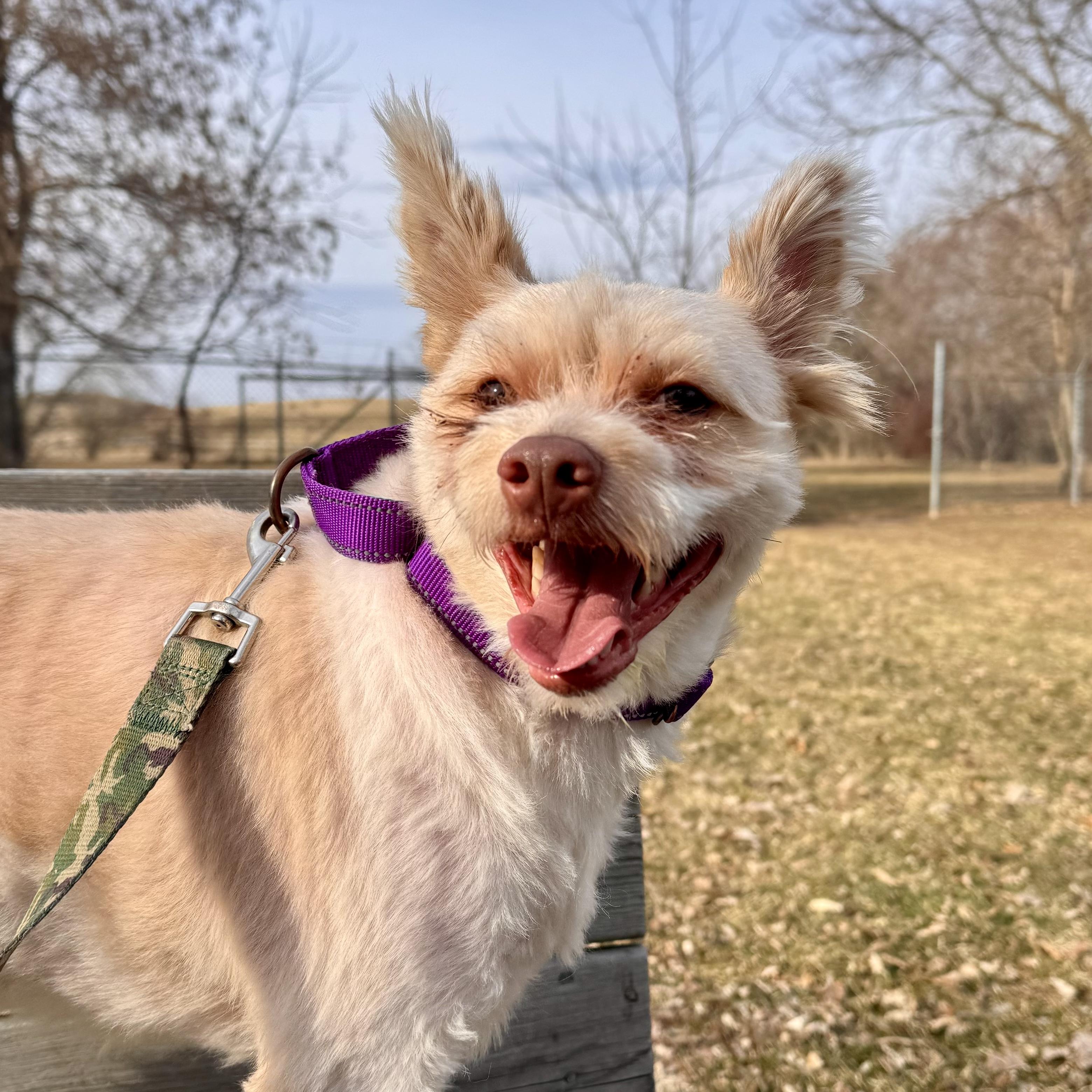 Enlarge Teddy , an adopted Mixed Breed in Midland, MI image 4/5