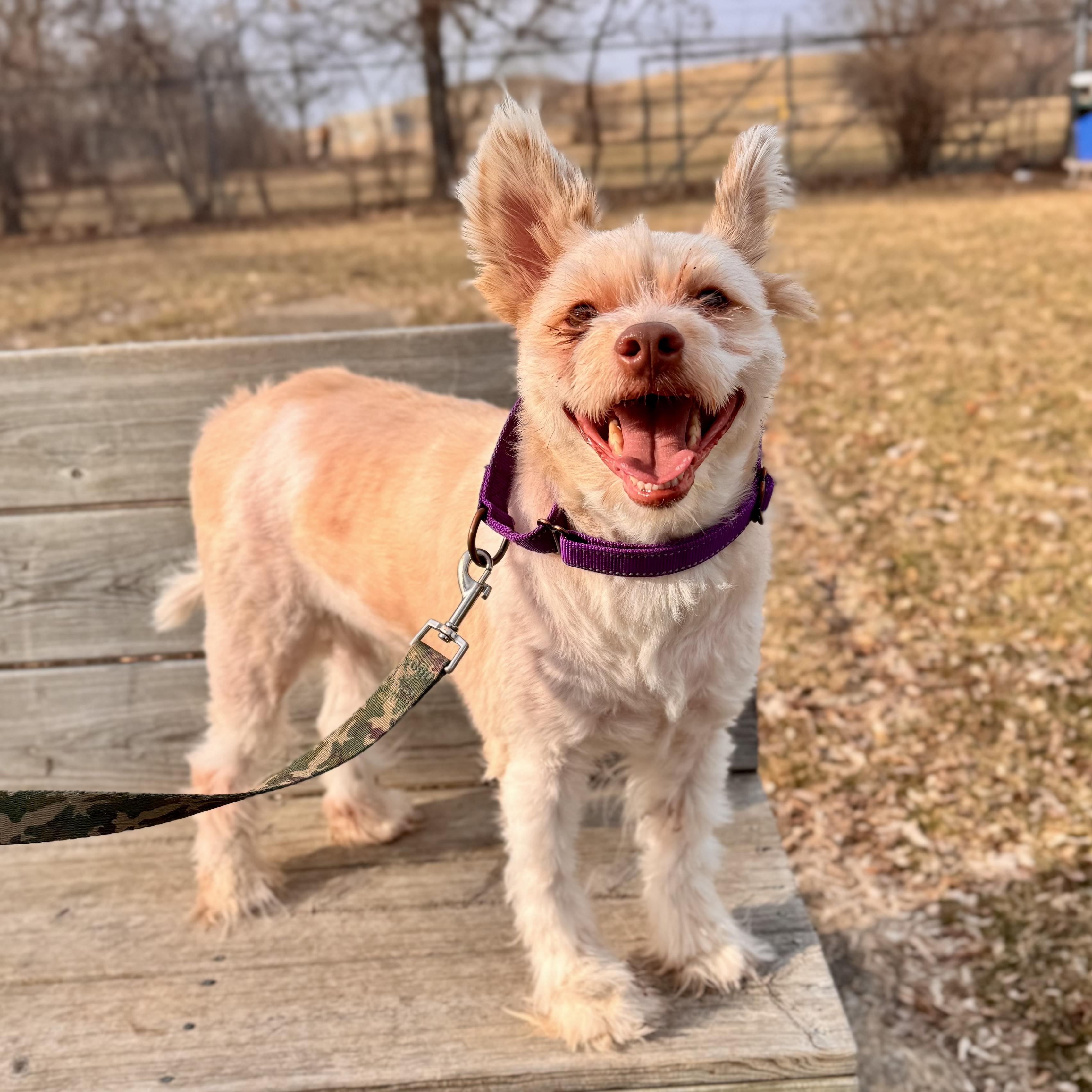 Enlarge Teddy , an adopted Mixed Breed in Midland, MI image 1/5