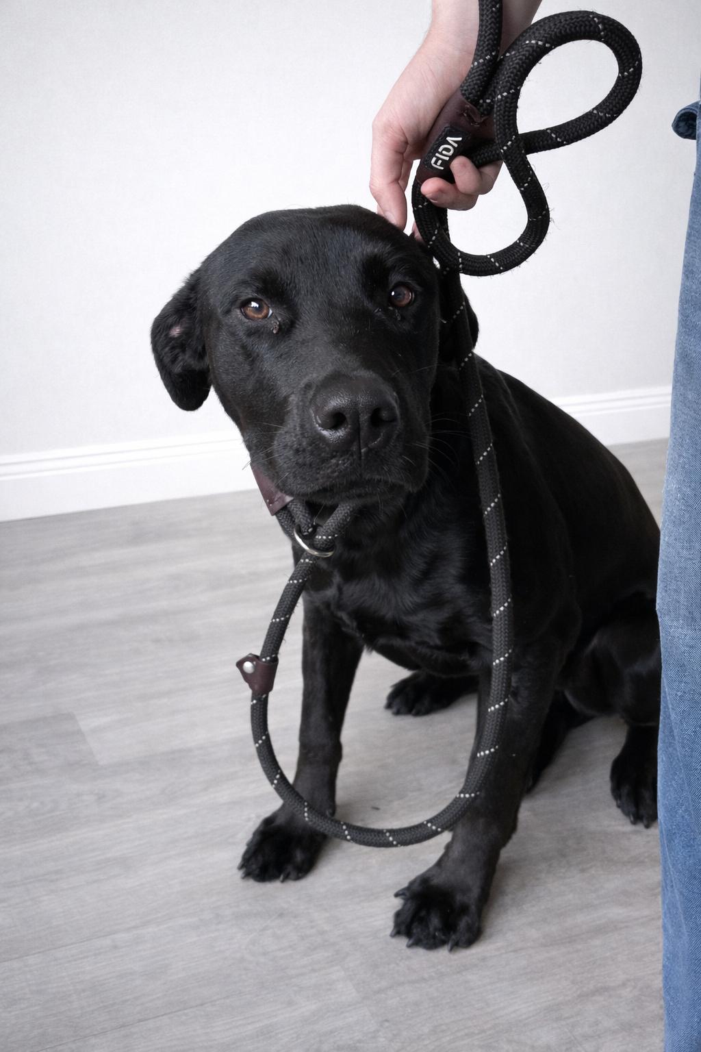 Honey, an adopted Black Labrador Retriever in Salt Lake City, UT image 5/5