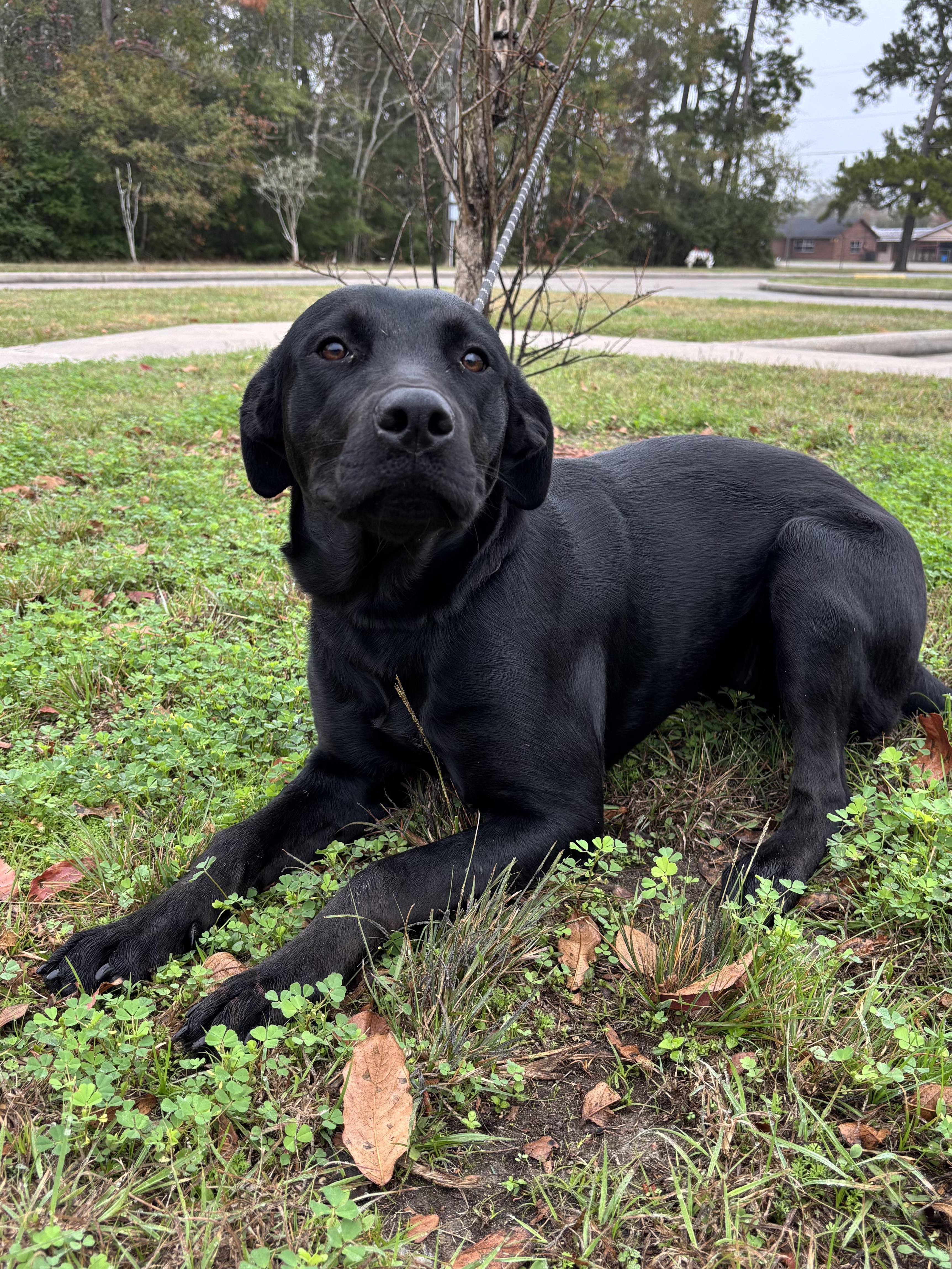 Honey, an adopted Black Labrador Retriever in Salt Lake City, UT image 4/5