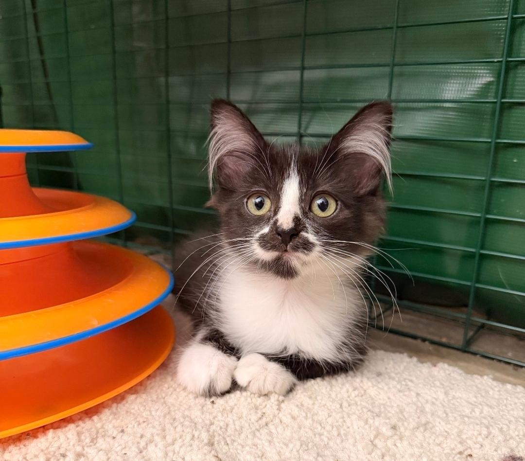 Marlowe and Brockley