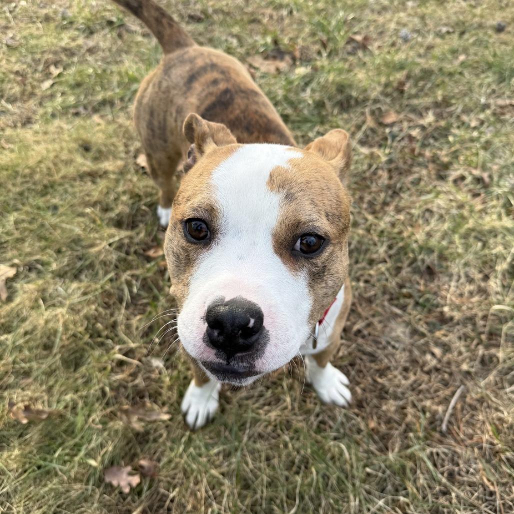 Cupid (In Foster), Adoptable, Adult Male Pit Bull Terrier & Mixed Breed.