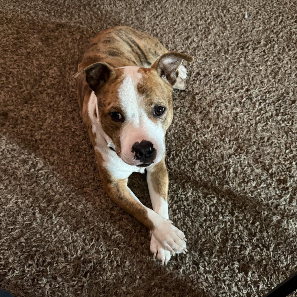 Enlarge Cupid (In Foster), a Adoptable mixed breed in Vineland, NJ image 2/4