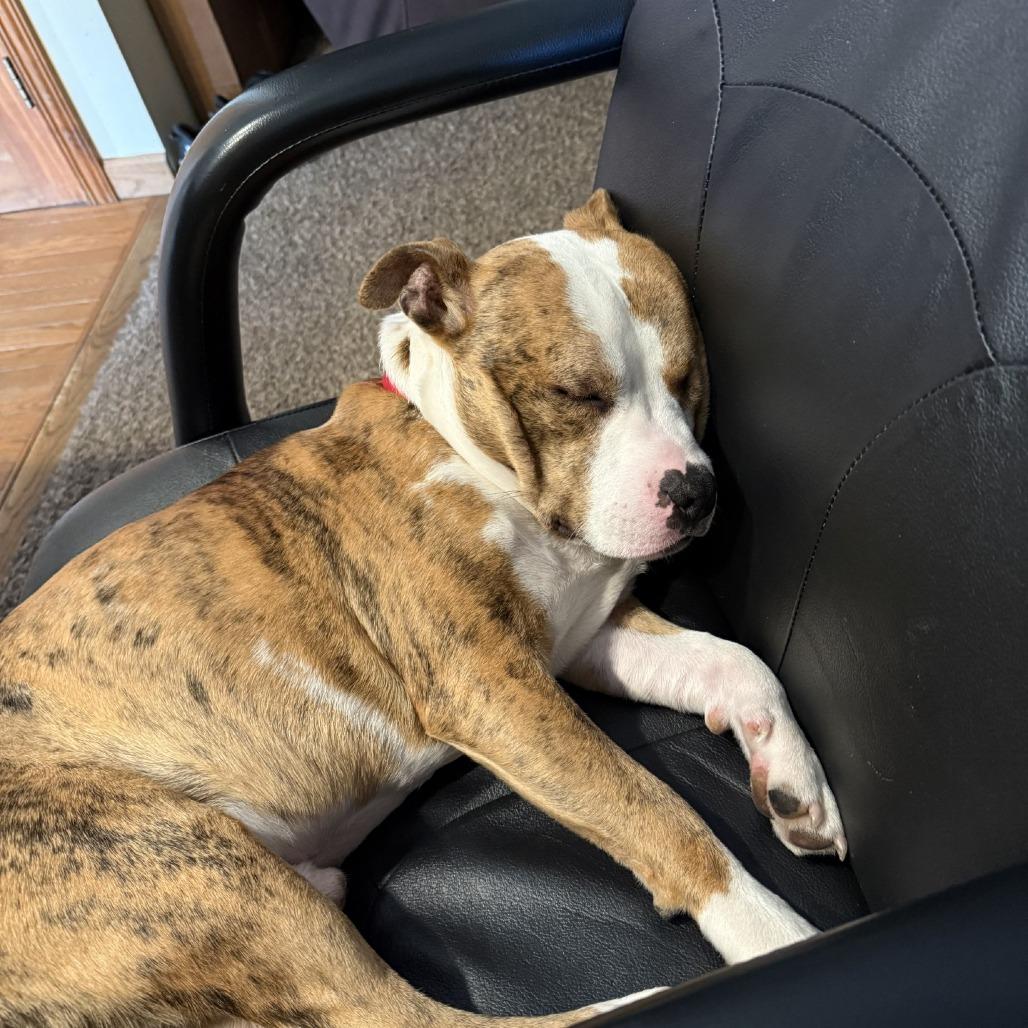 Enlarge Cupid (In Foster), a Adoptable mixed breed in Vineland, NJ image 3/4