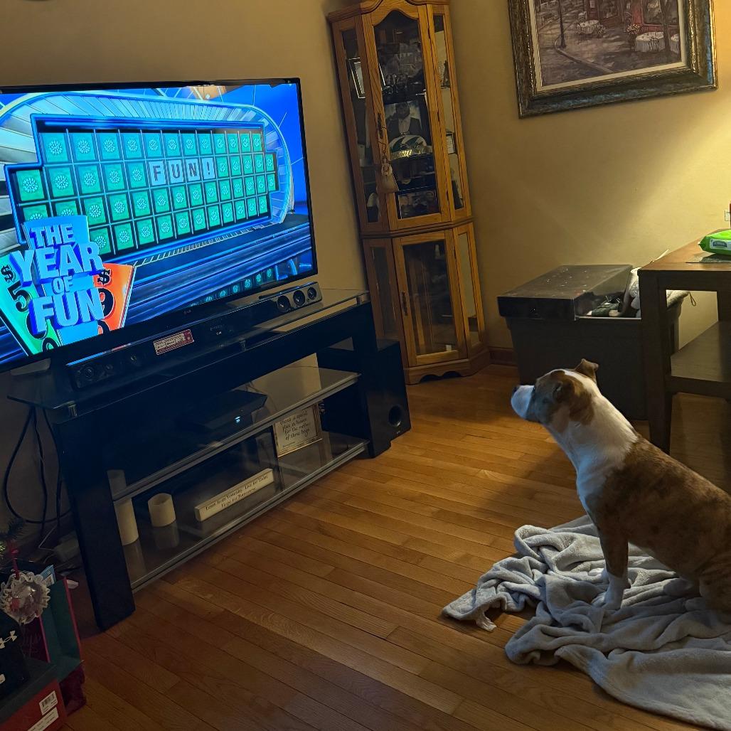 Enlarge Cupid (In Foster), a Adoptable mixed breed in Vineland, NJ image 4/4