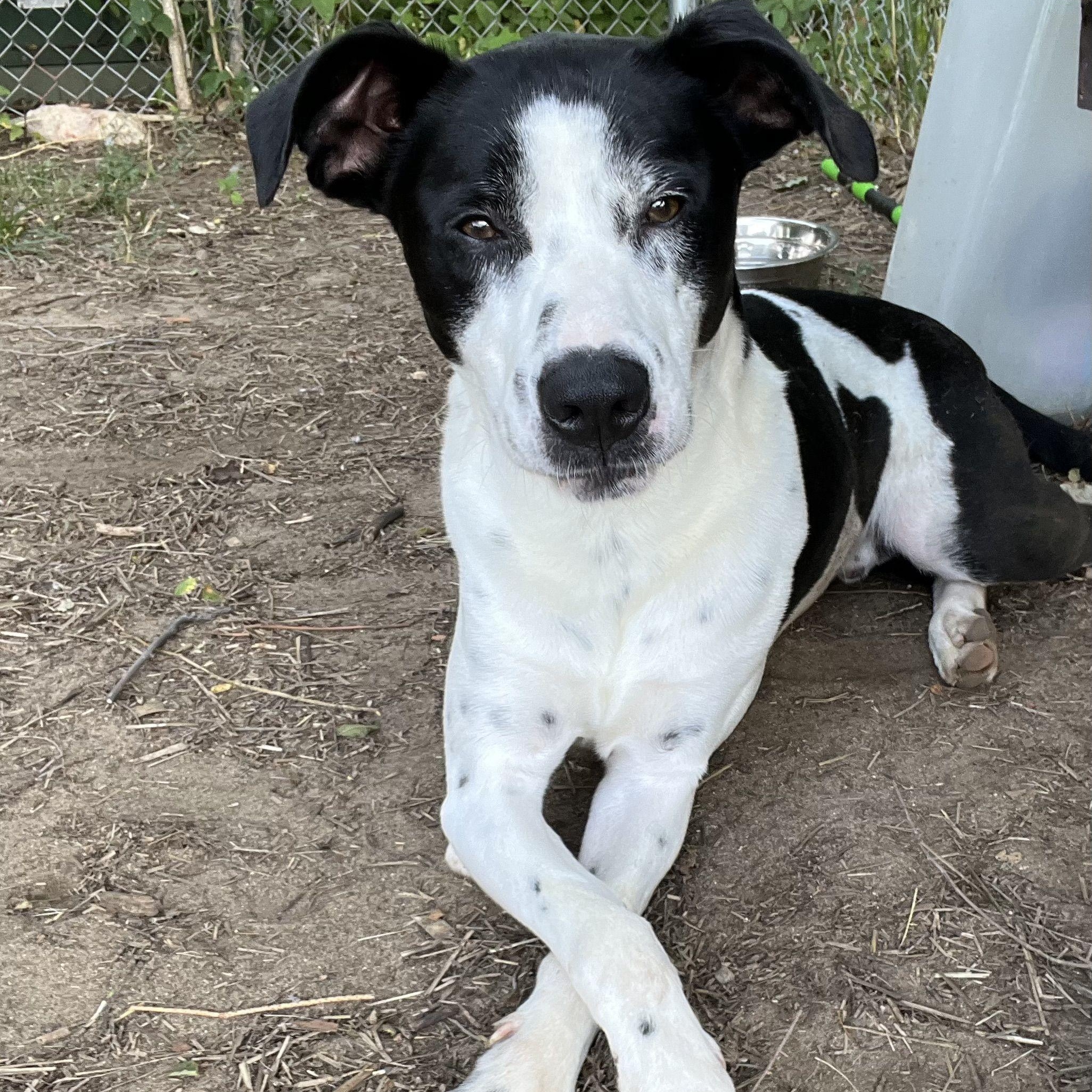 Max, Adoptable, Adult Male Mixed Breed.
