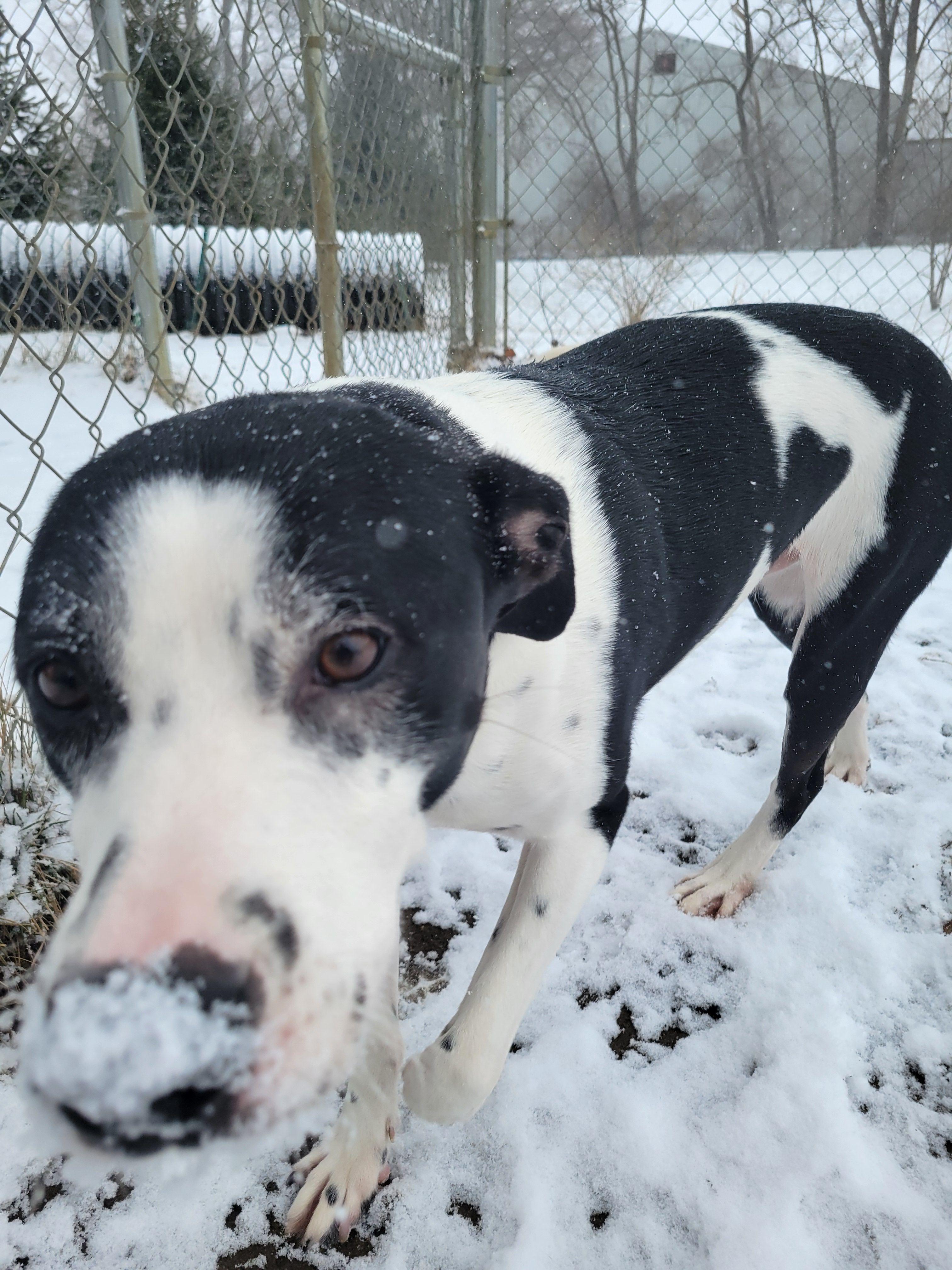 Max, Adoptable, Adult Male Mixed Breed.