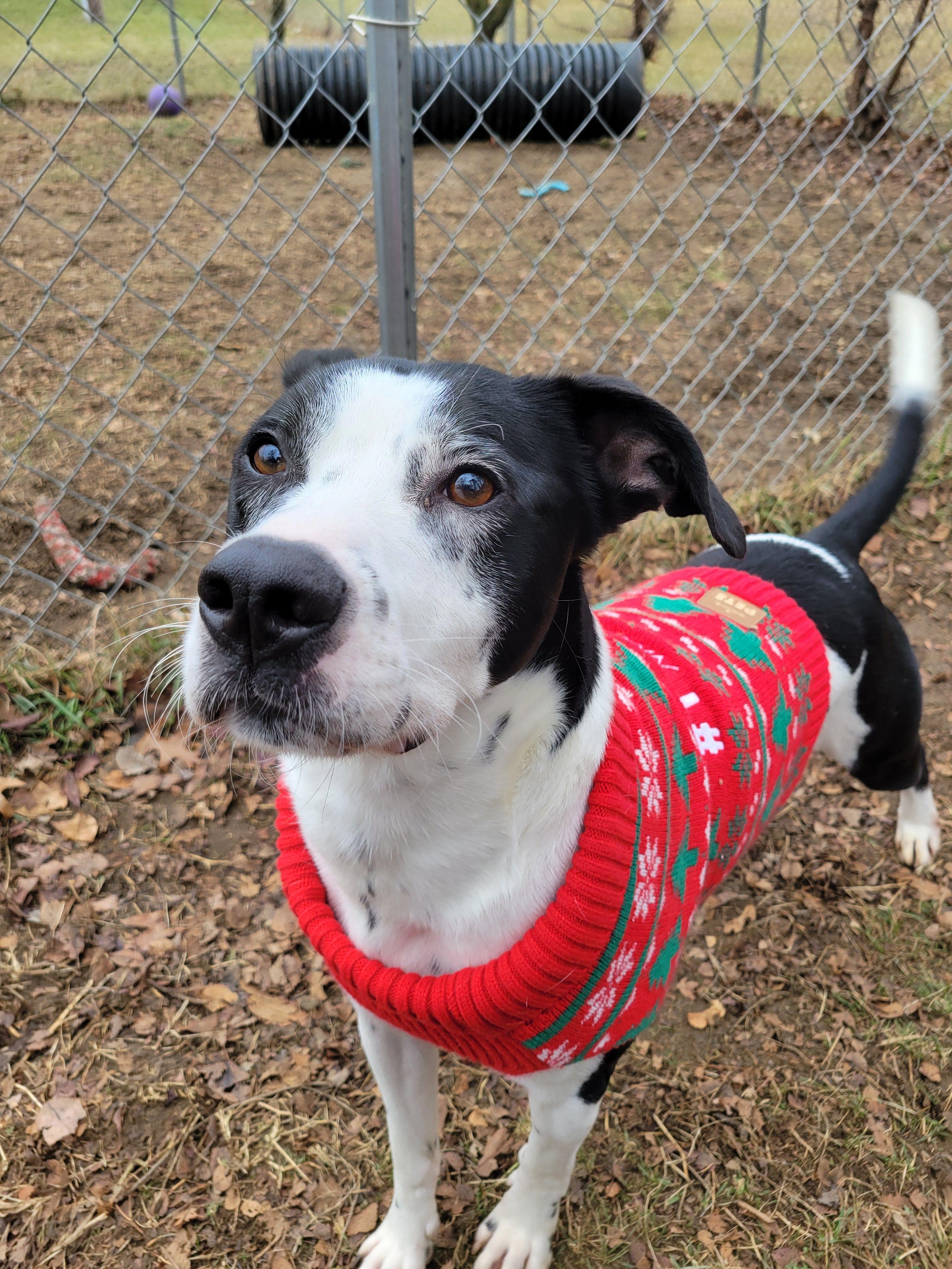 Enlarge Max, a Adoptable mixed breed in Mishawaka, IN image 1/6