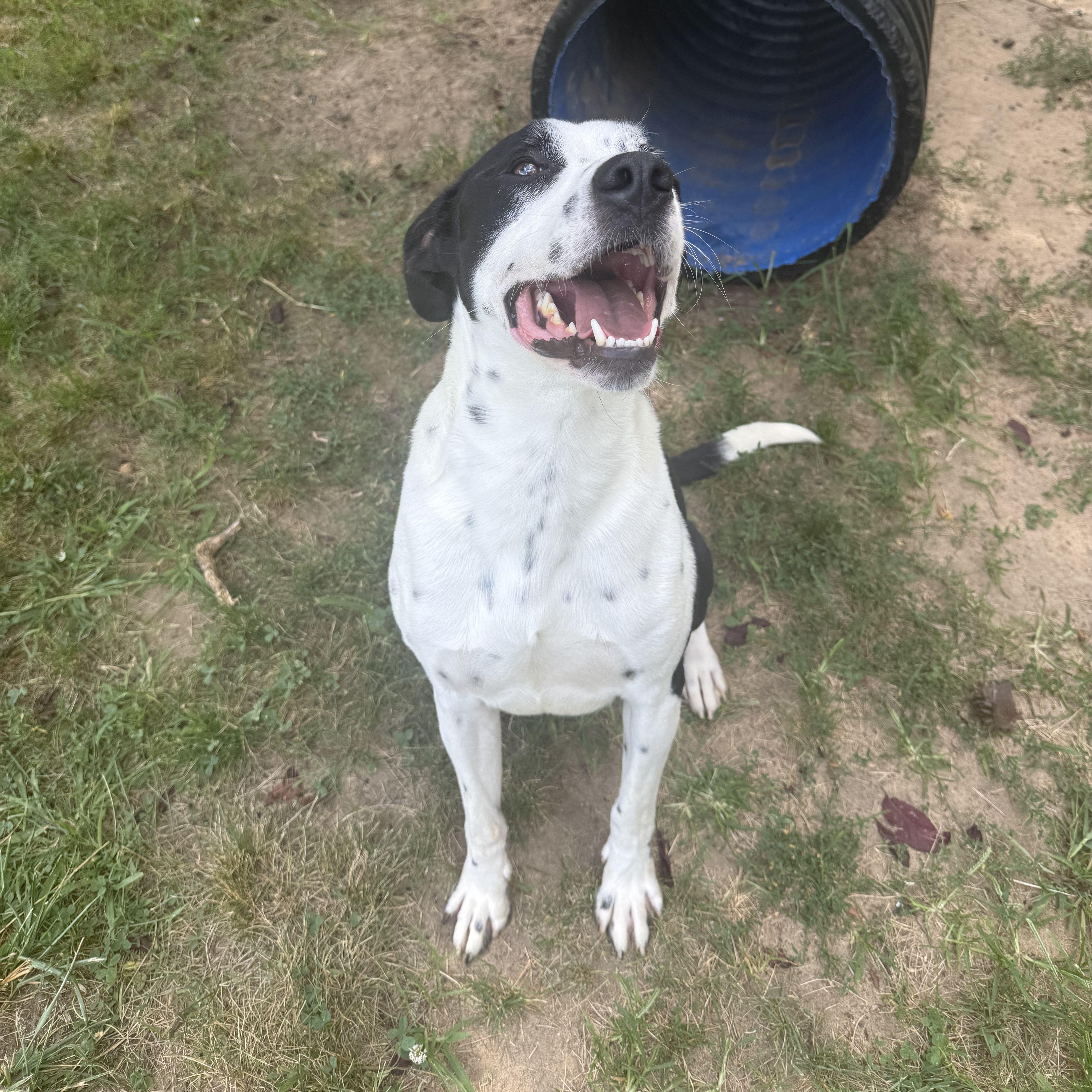 Max, a Adoptable mixed breed in Mishawaka, IN image 3/5